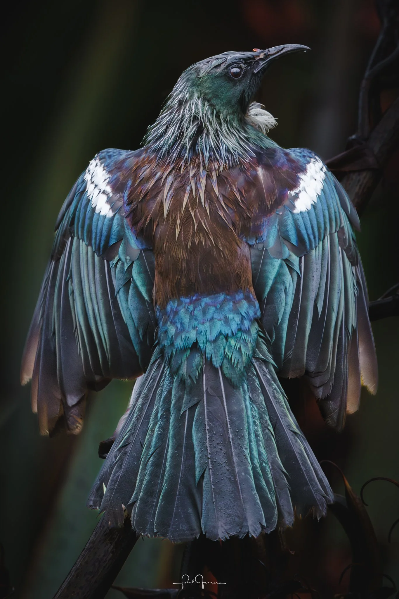 20260111-2466 x 3697-Tui-1.jpg