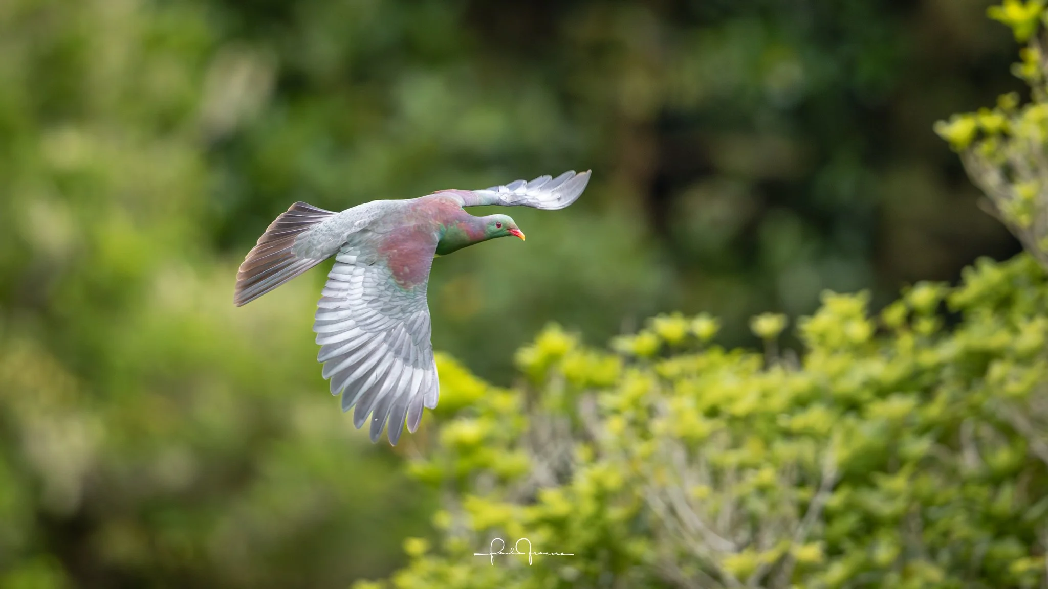 20251109-3677 x 2068-Kereru.jpg