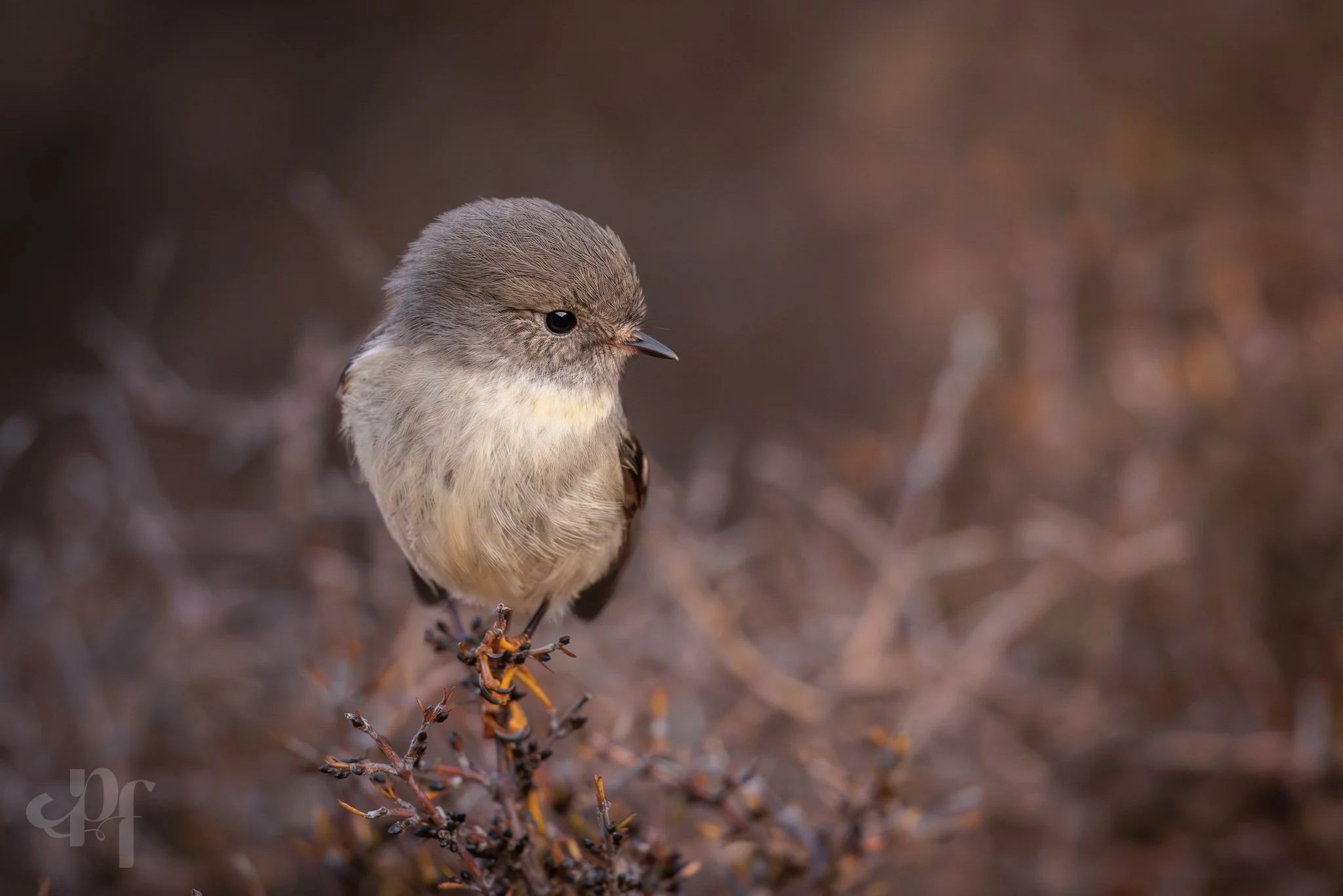 20250721-1618-4533 x 3023-Tomtit.jpg
