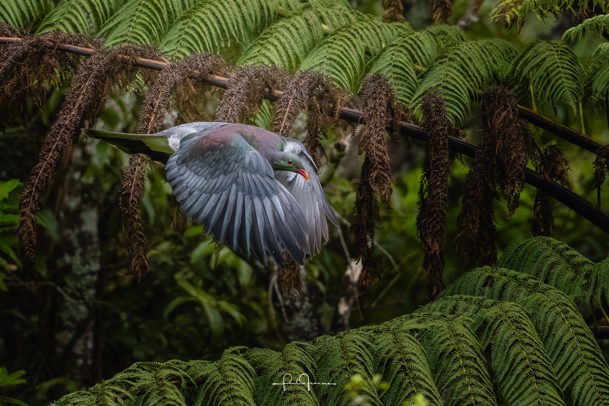 20251109-3120 x 2081-Kereru.jpg