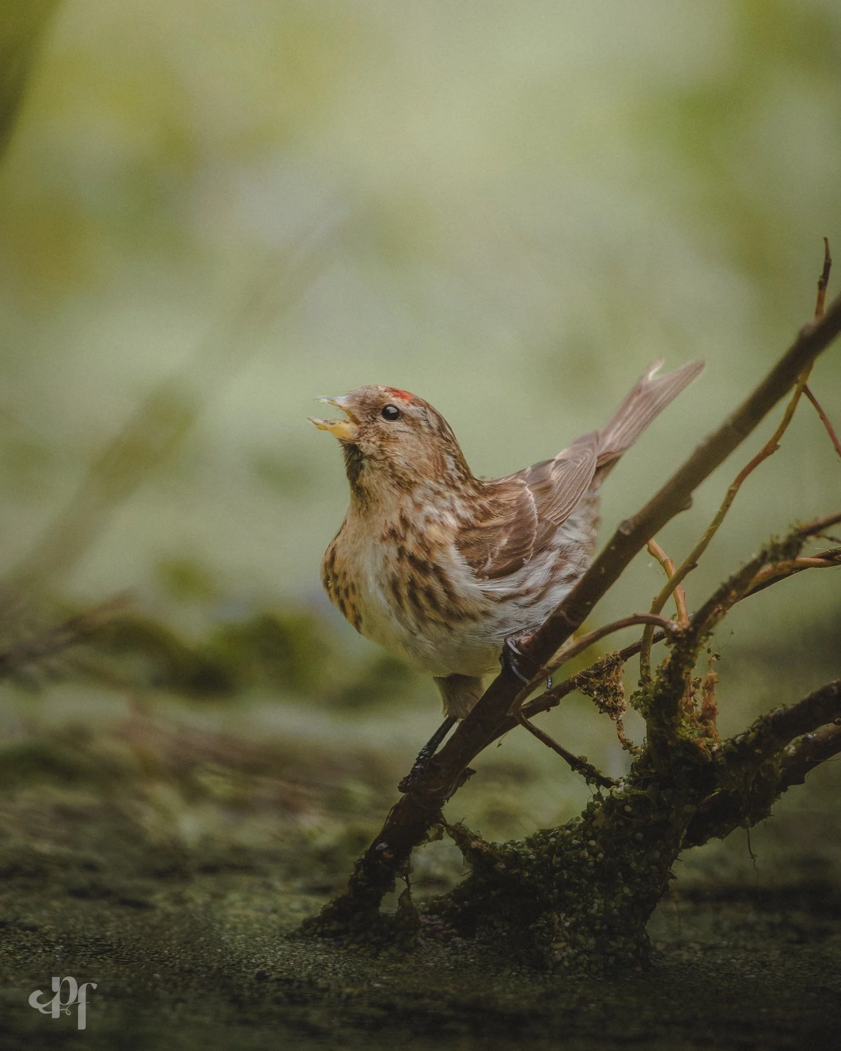 20260919-1513-2530 x 3163-Redpoll.jpg