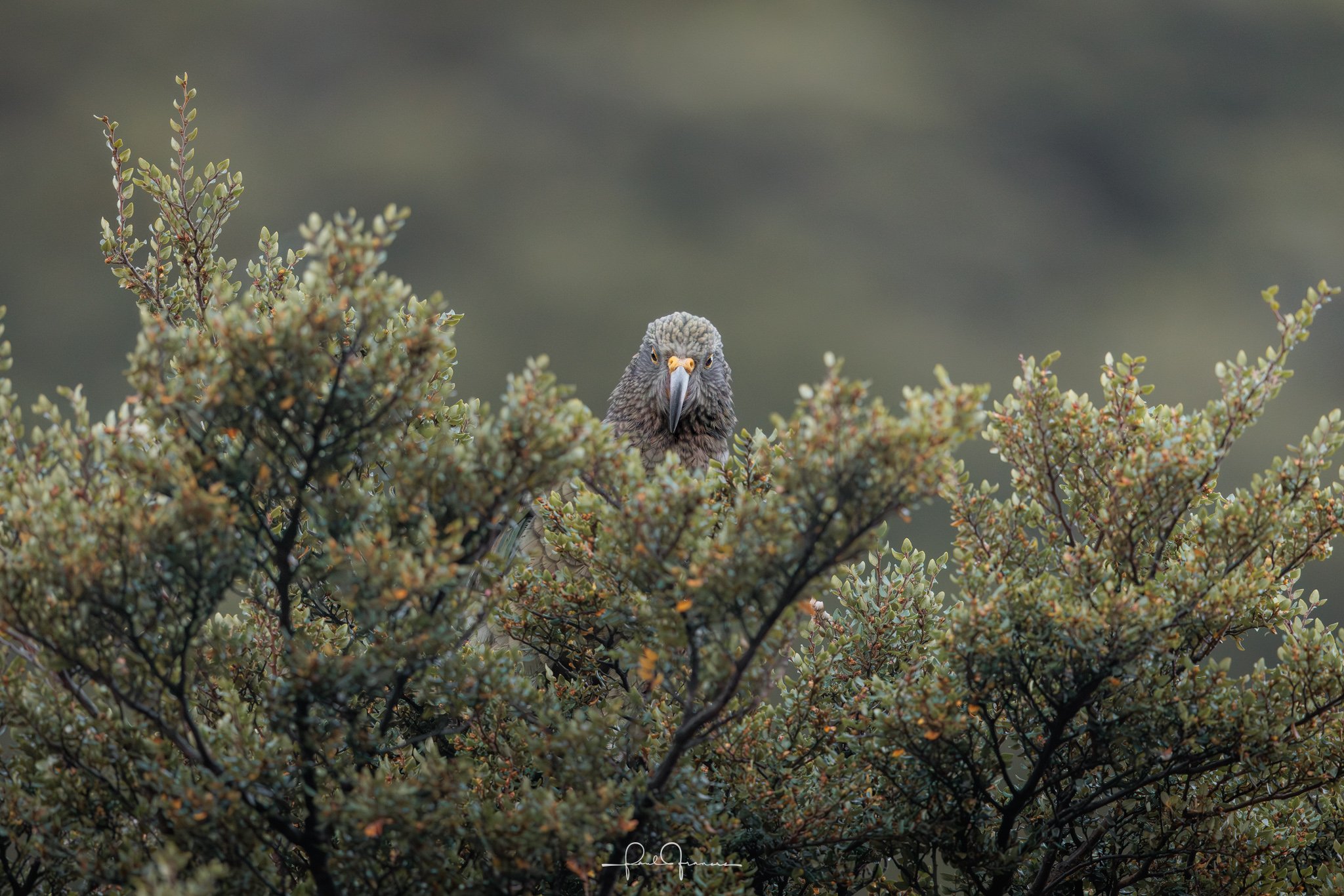 20260314-6321 x 4216-Kea 6.jpg