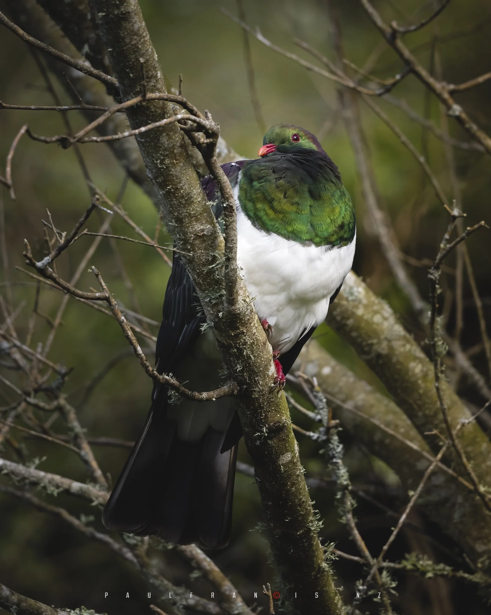 _PFP6001-Edit Kereru.jpg