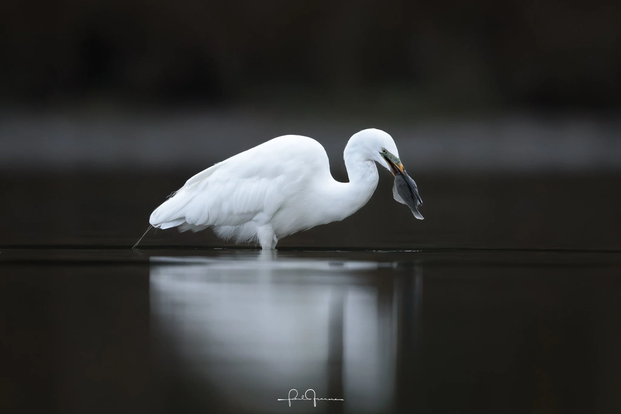 20260110-3018 x 2013-Kotuku2.jpg