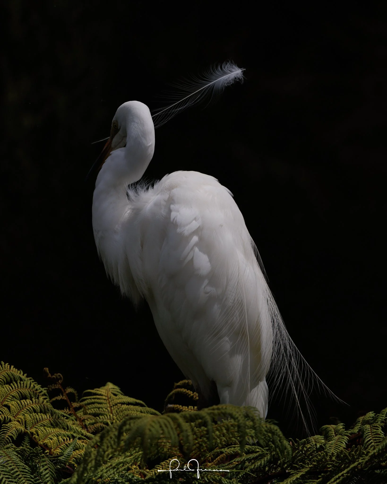 20260109-3153 x 3941-Kotuku.jpg