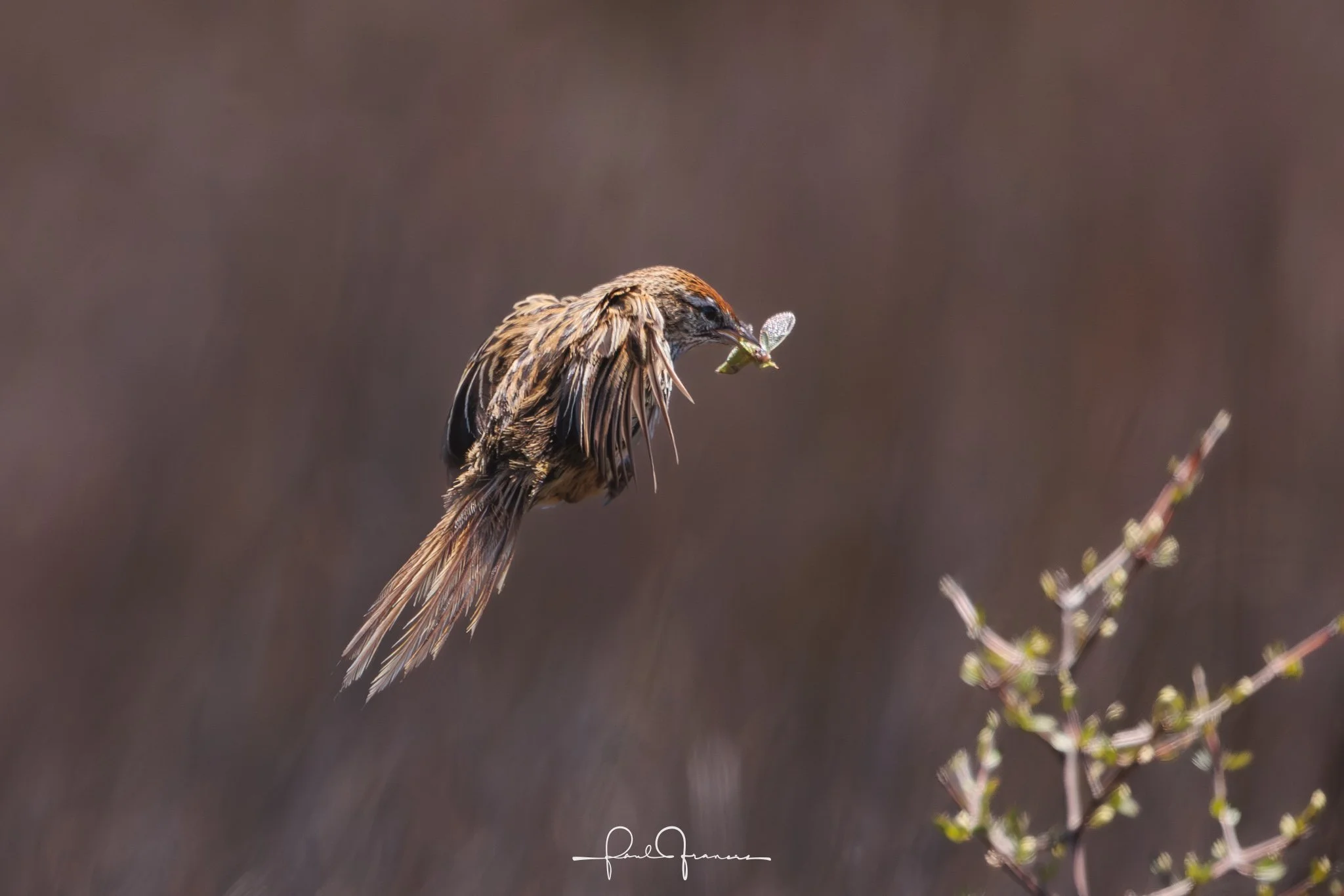 20260109-3250 x 2168-Fernbird.jpg