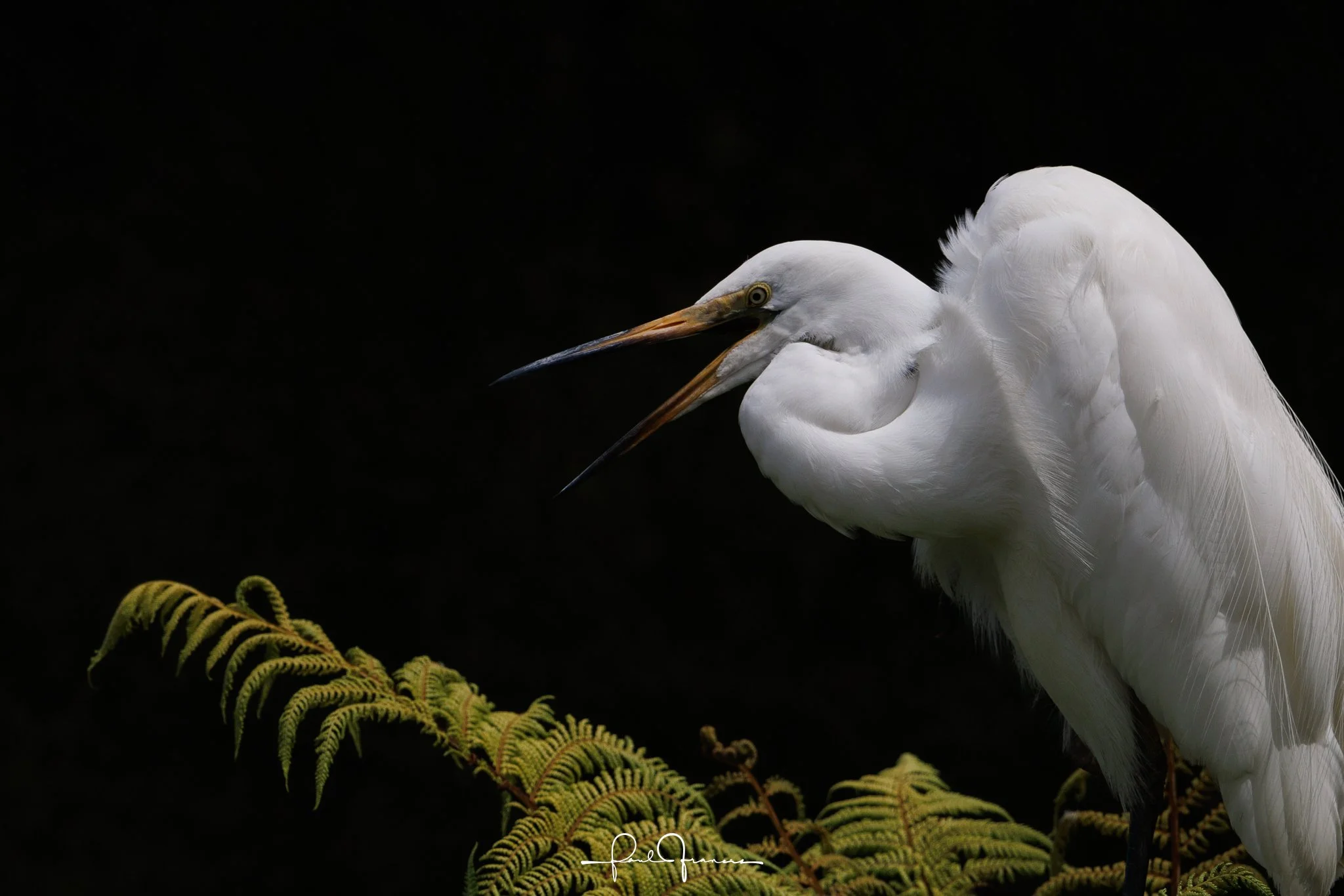 20260109-3354 x 2237-Kotuku.jpg