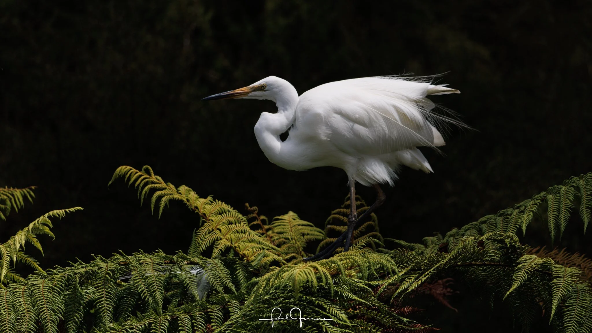 20260109-6071 x 3415-Kotuku.jpg