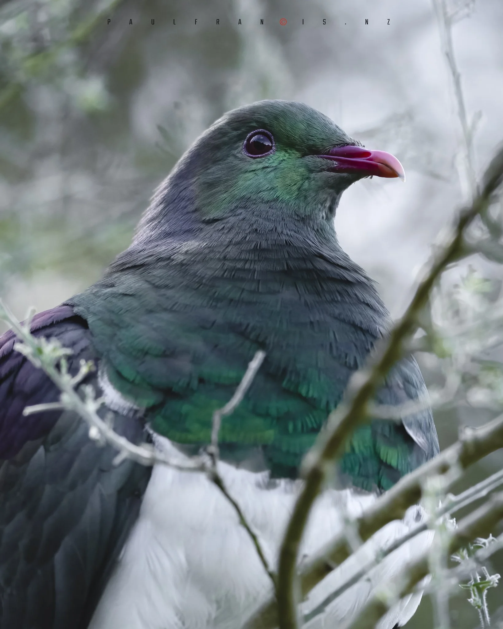 _PFP5847-Edit Kereru.jpg