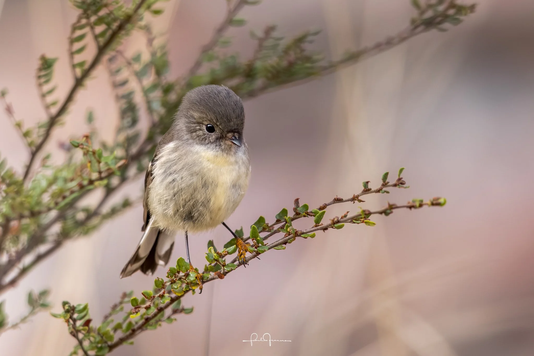 20250719-1416-3145 x 2098-Female Tomtit.jpg