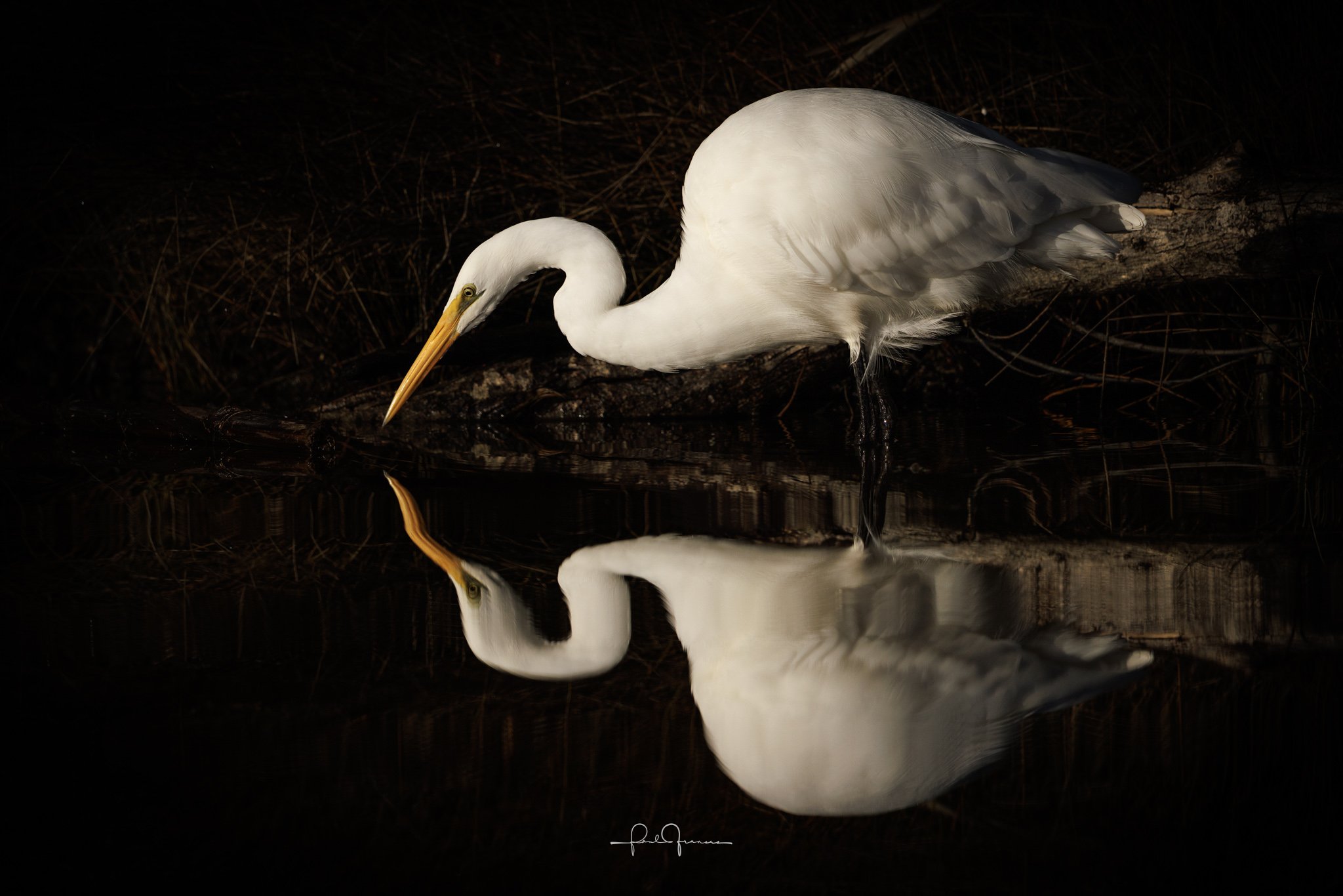 20260525-6247 x 4167-Heronius Reflection 2.jpg