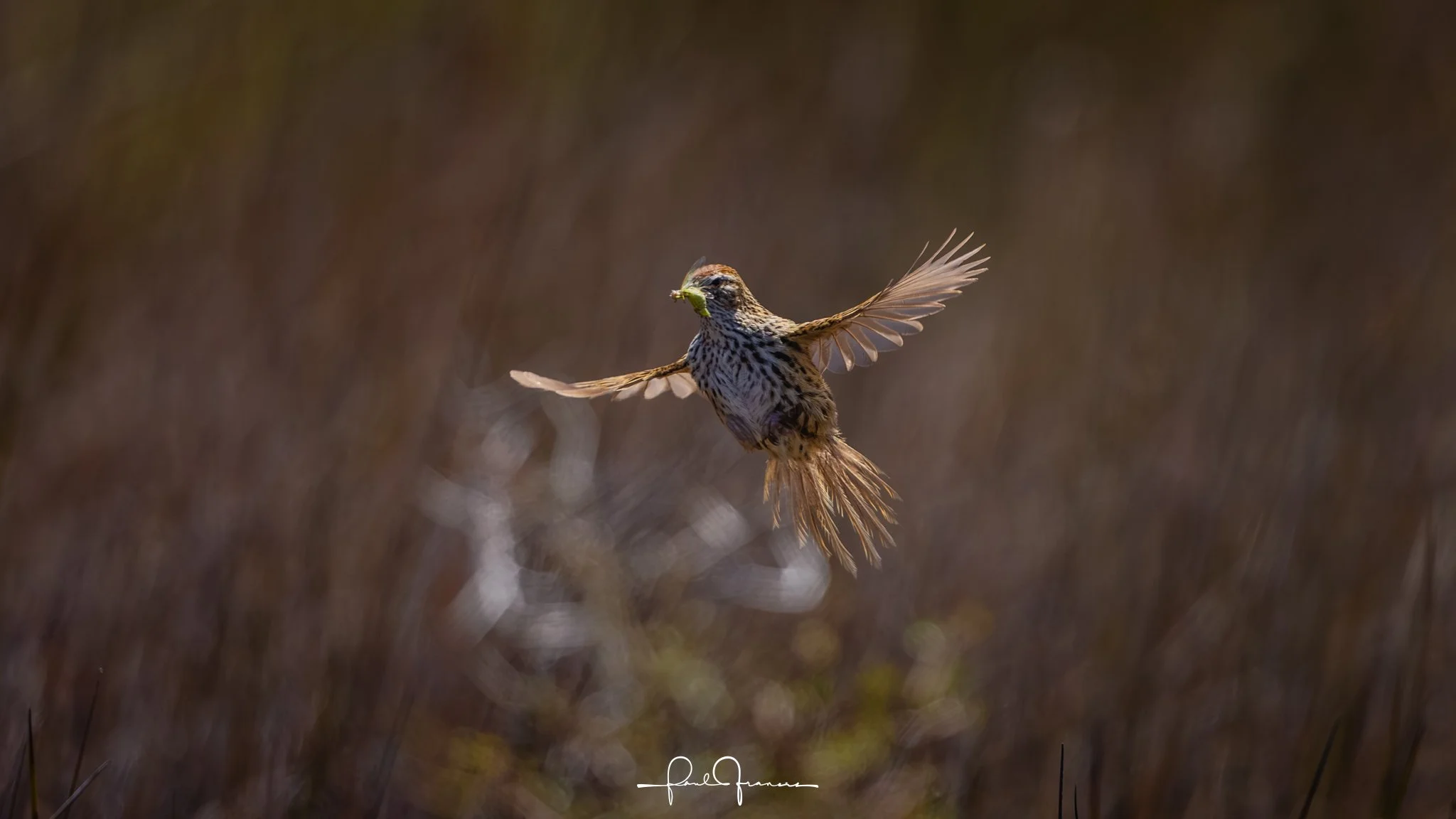 20260109-4423 x 2488-Fernbird.jpg