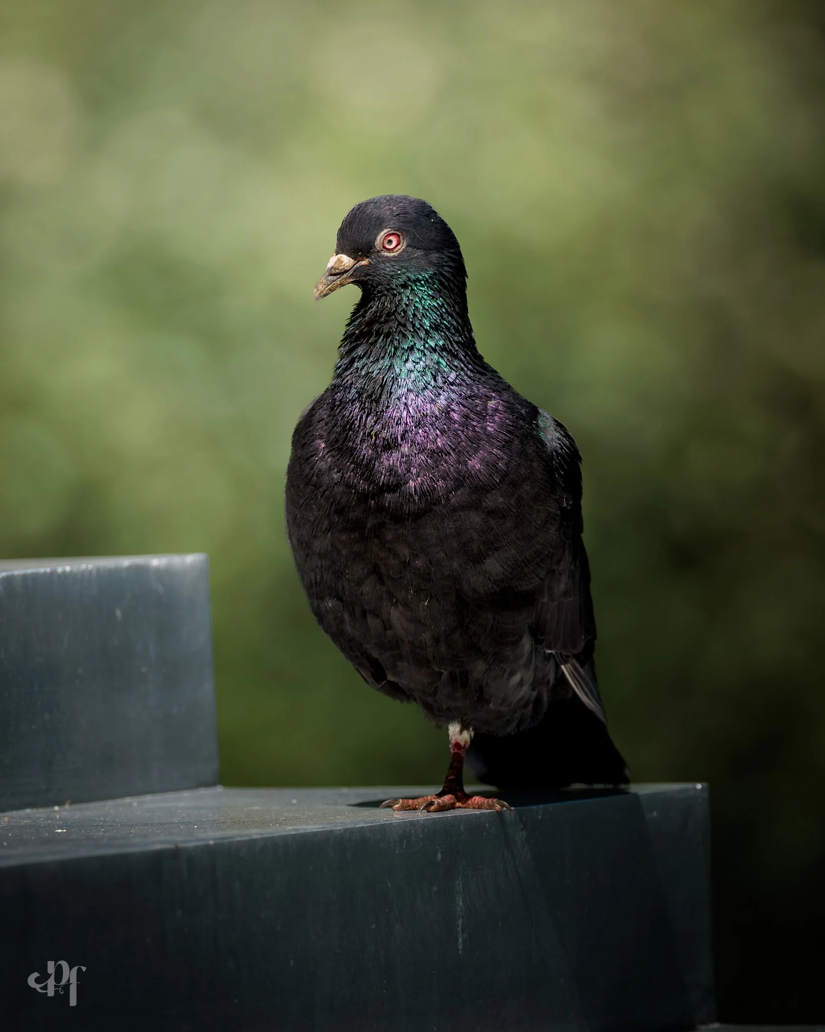 20261025-1213-2336 x 2920-Pigeon IV.jpg