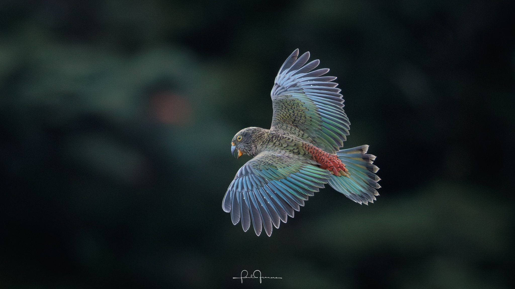 20260314-3533 x 1987-Kea Flight PRIORITY.jpg