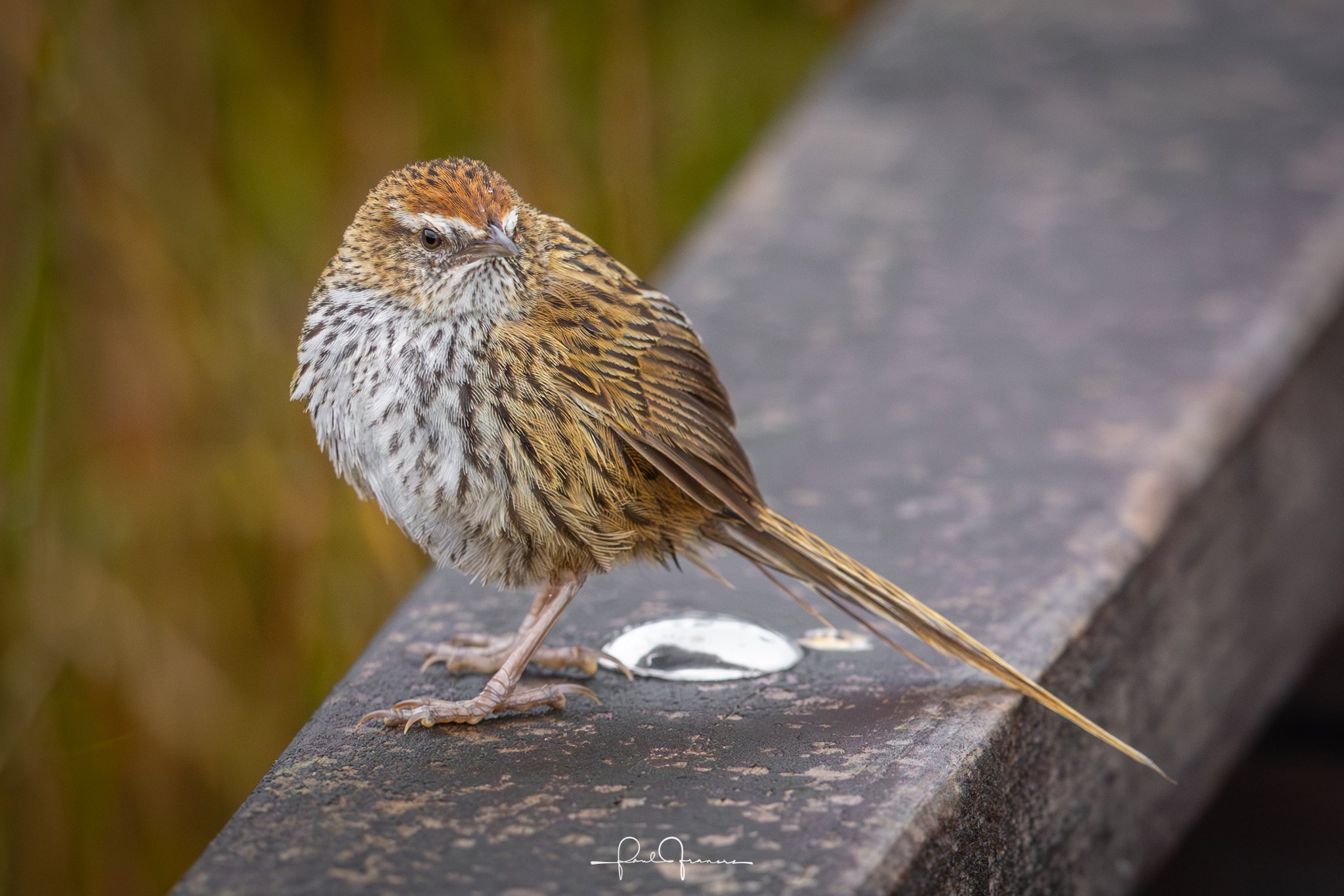 20260110-3002 x 2002-Fernbird.jpg