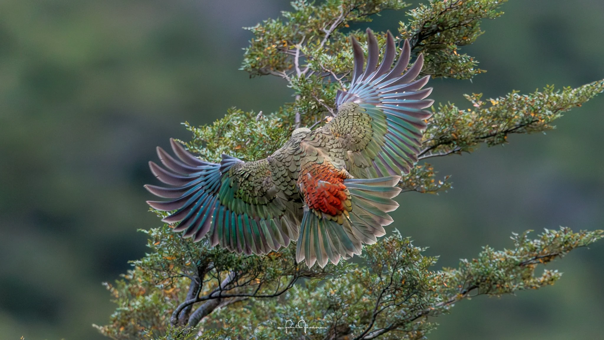 20260308-3349 x 1884-KEA WingSpread.jpg