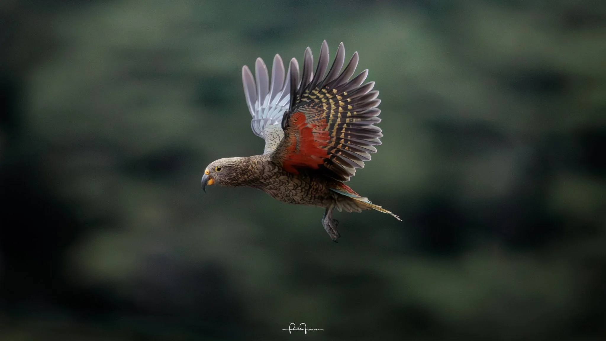 20260308-3931 x 2211-KEA 7.jpg