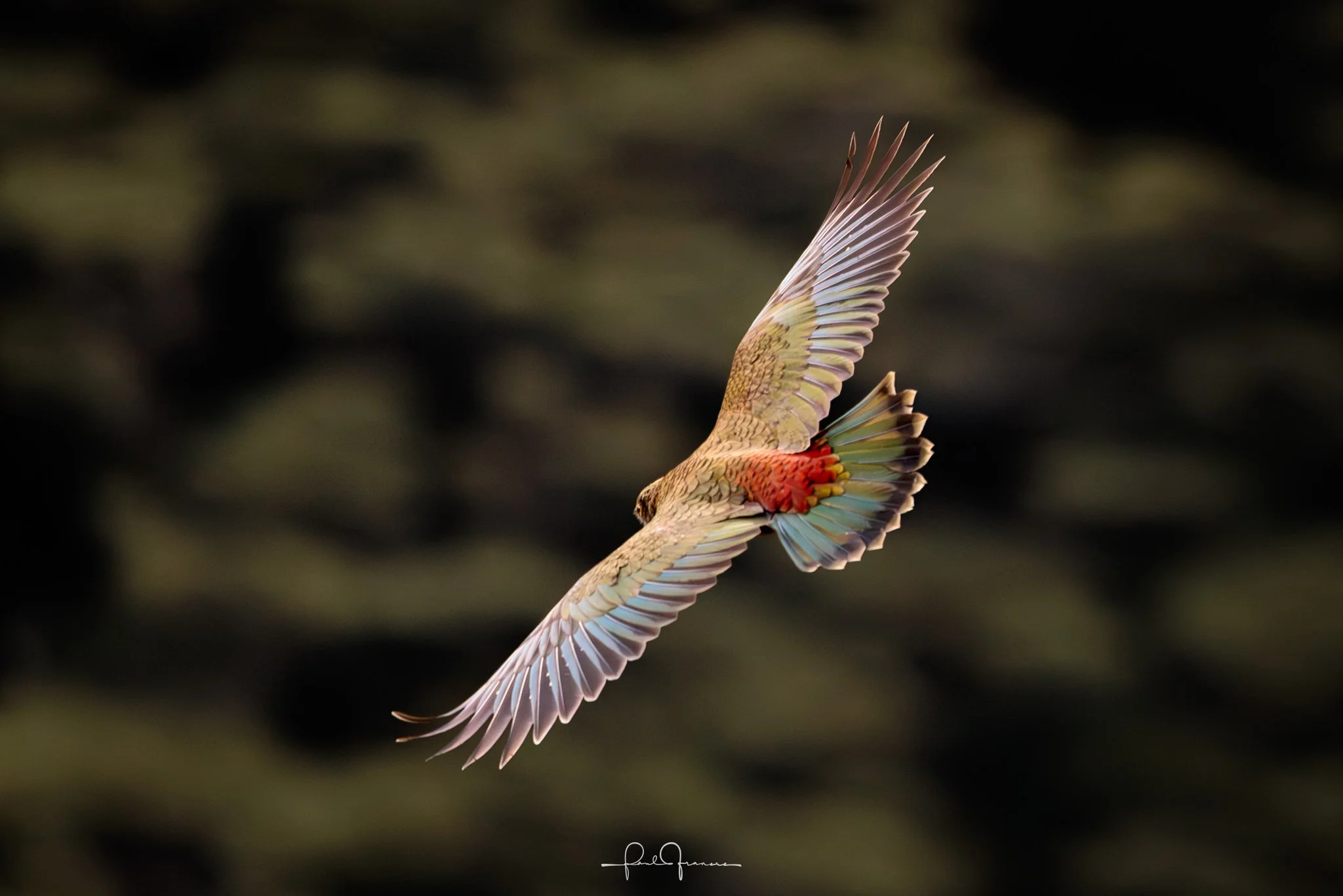 20260314-4028 x 2687-Kea Flight.jpg