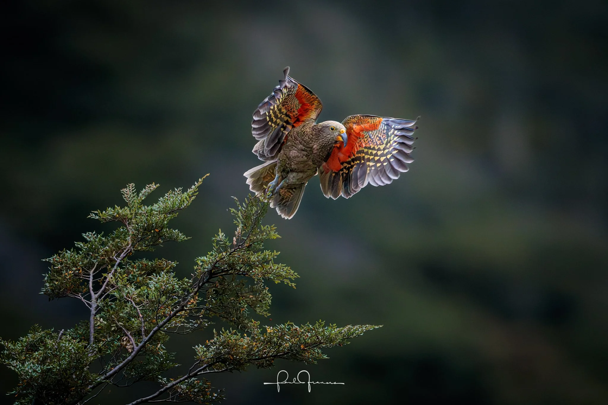 20260308-3865 x 2578-NZCamera Options.jpg