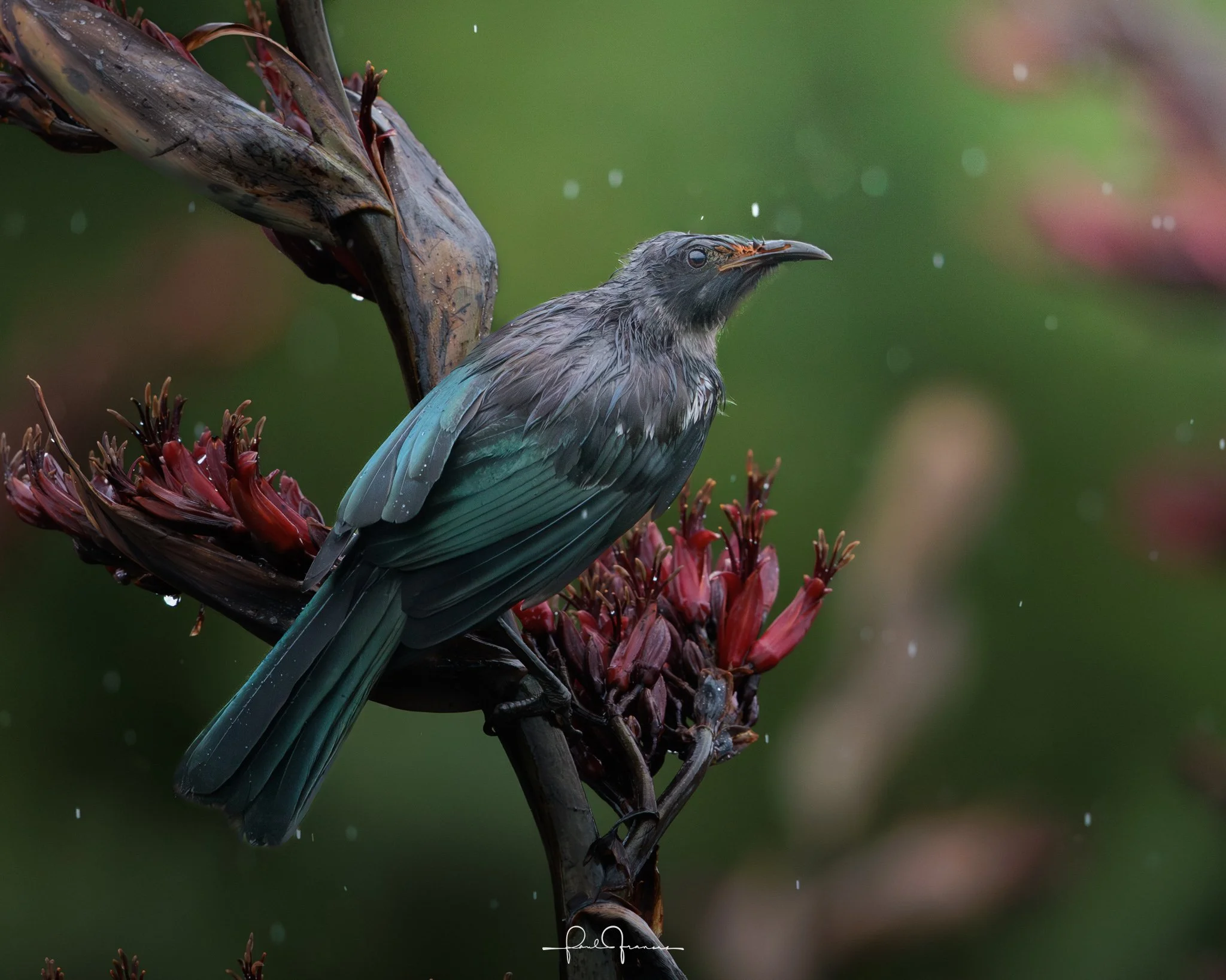 20260110-3187 x 2550-Tui.jpg