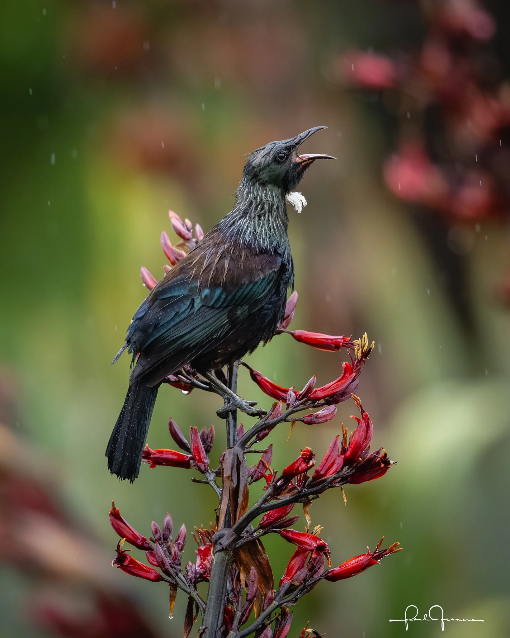 20260111-3336 x 4169-Tui-1.jpg