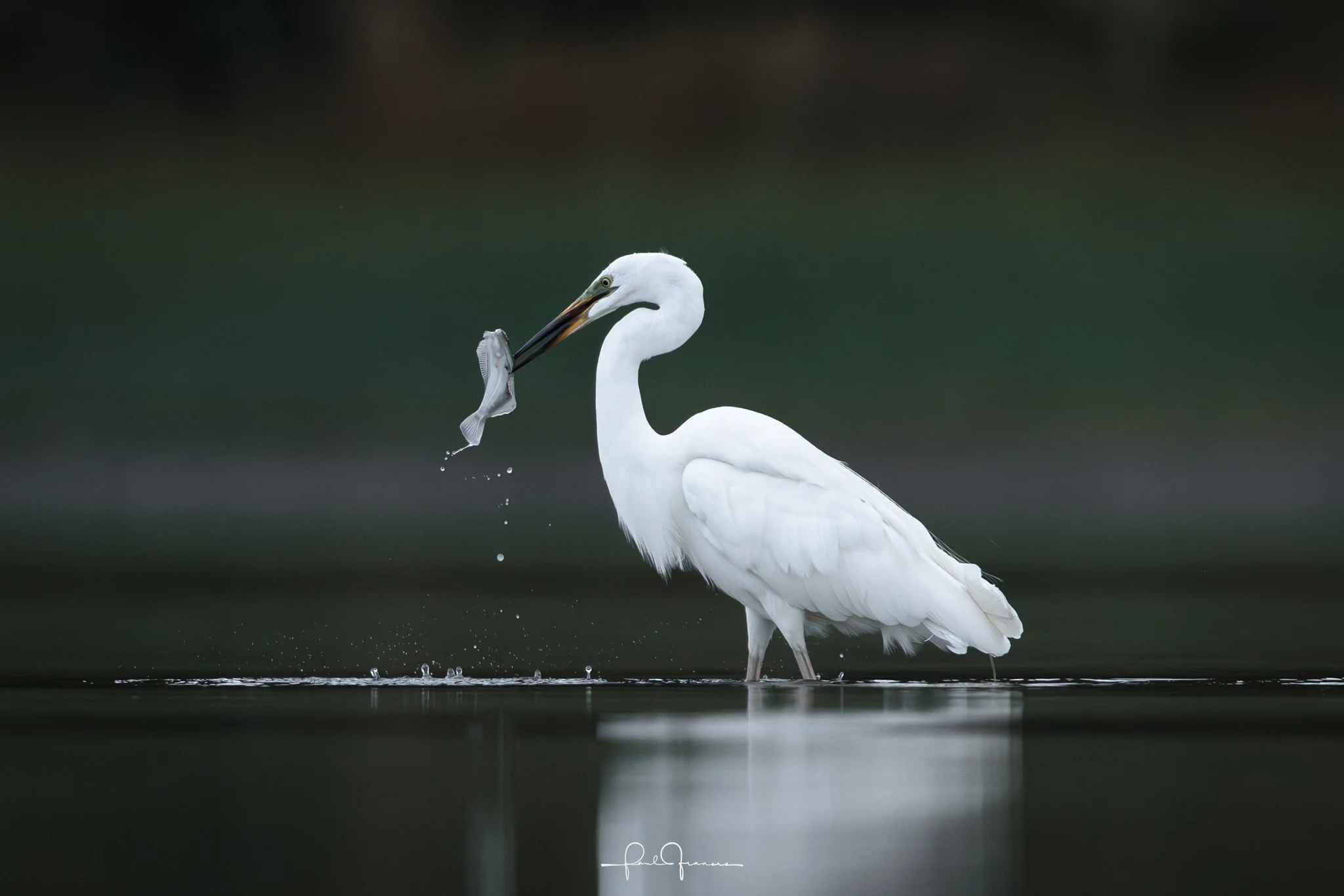 20260110-3018 x 2013-Kotuku.jpg