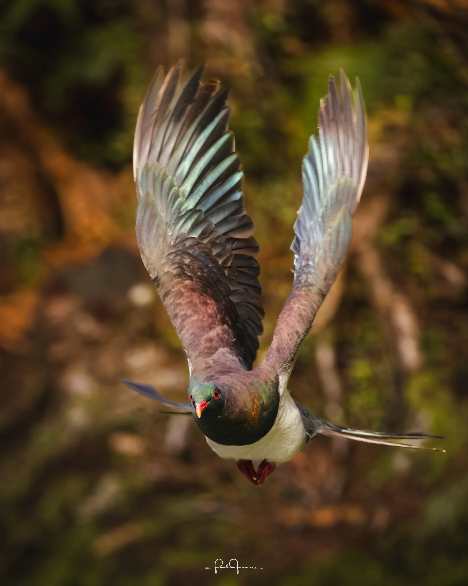 20260524-2806 x 3507-Kereru-1.jpg