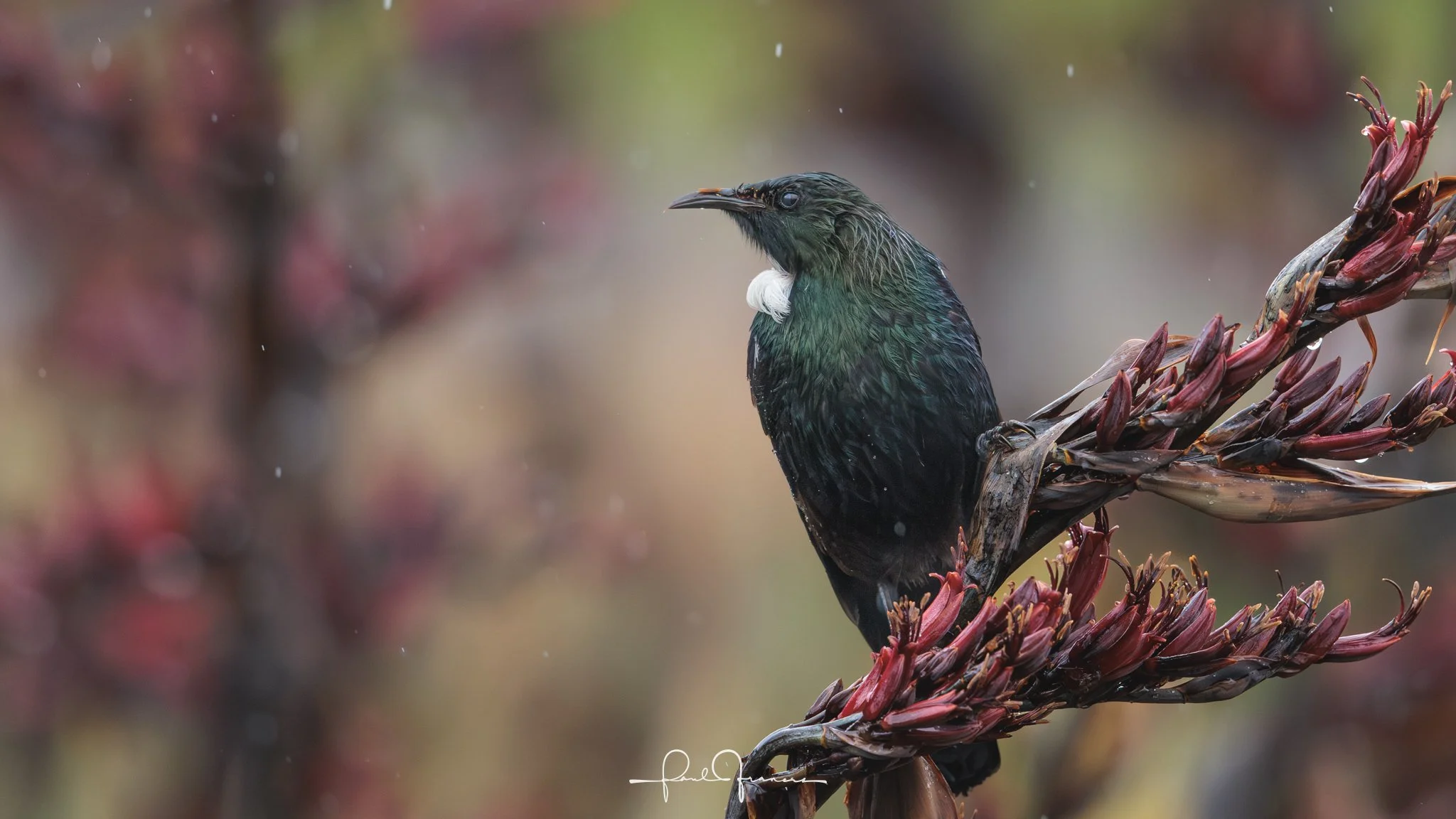 20260110-4339 x 2441-TheWetTui.jpg