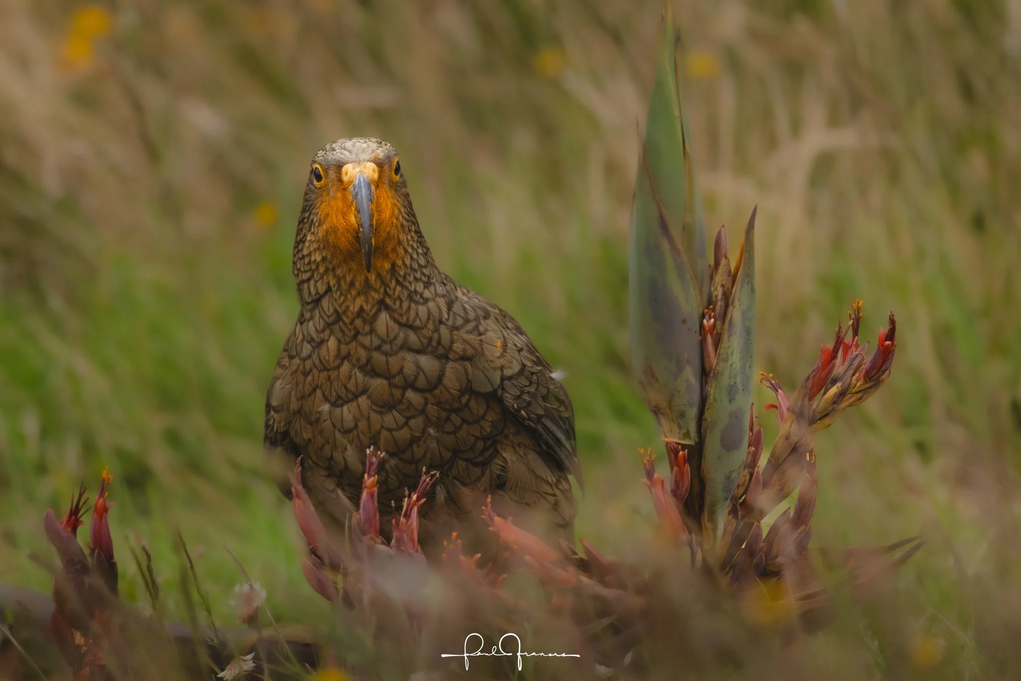 20260109-5070 x 3381-Kea.jpg