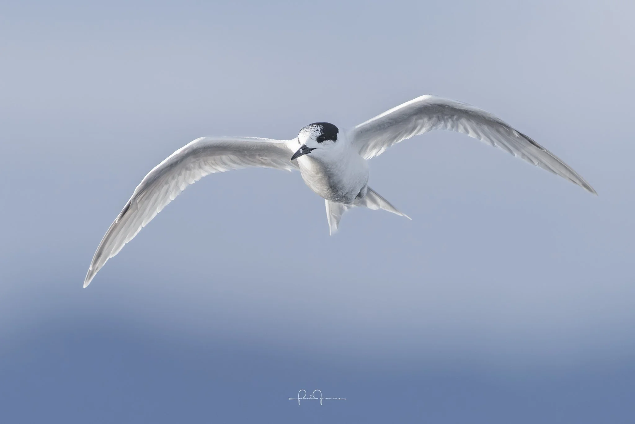 20260525-4520 x 3015-Tern.jpg
