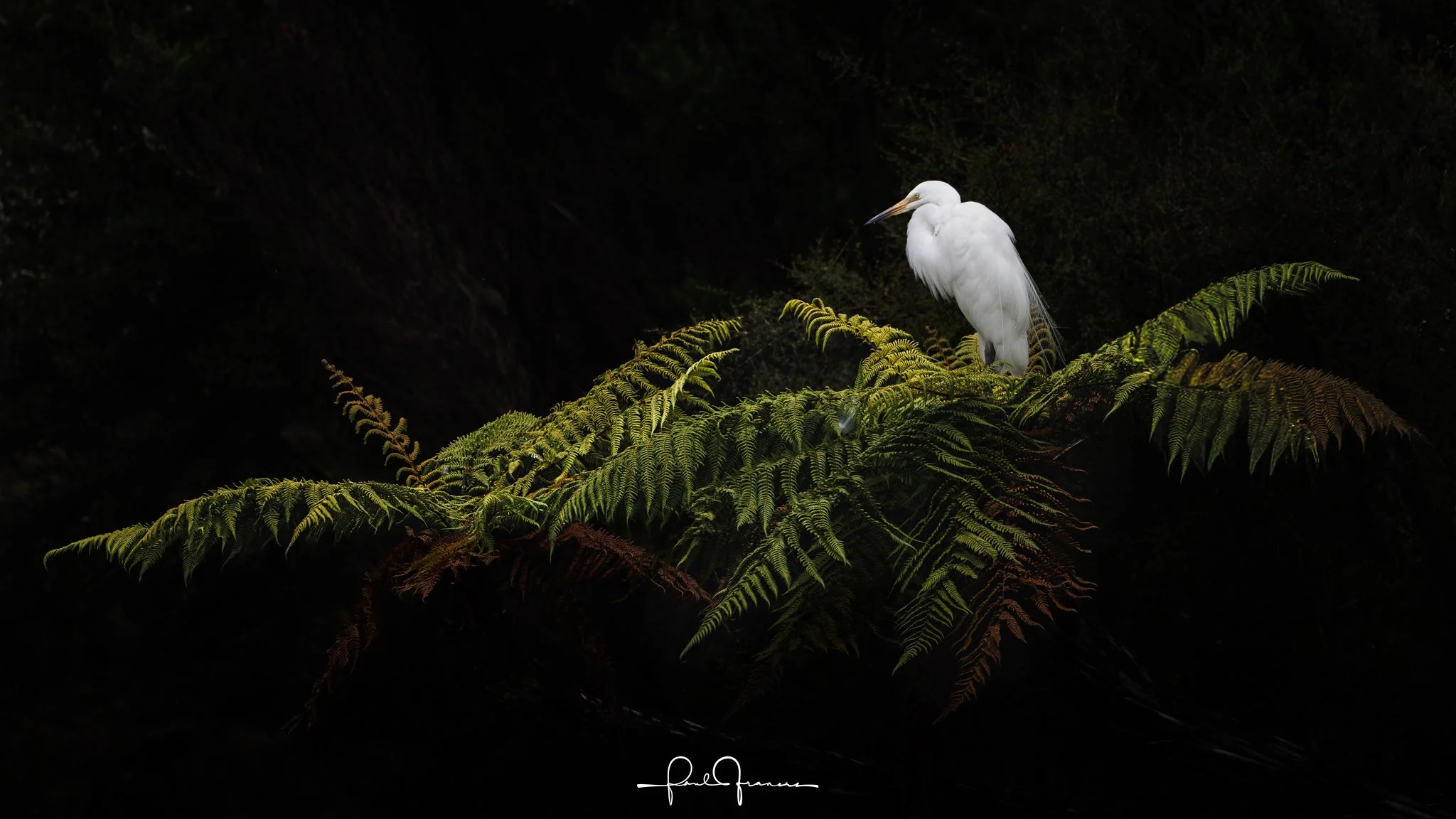 20260109-5998 x 3374-Kotuku.jpg