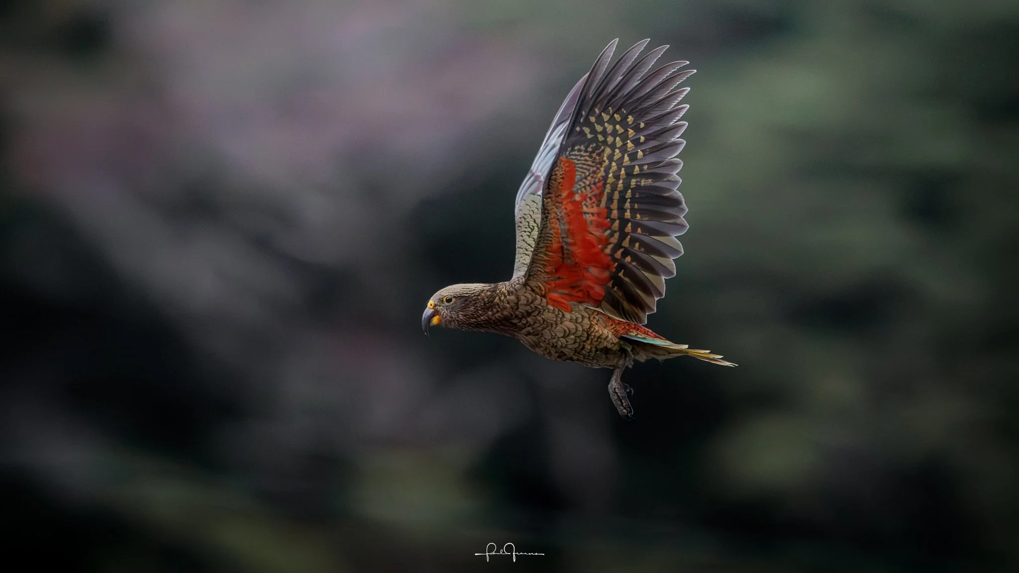 20260308-4329 x 2435-KEA 4.jpg