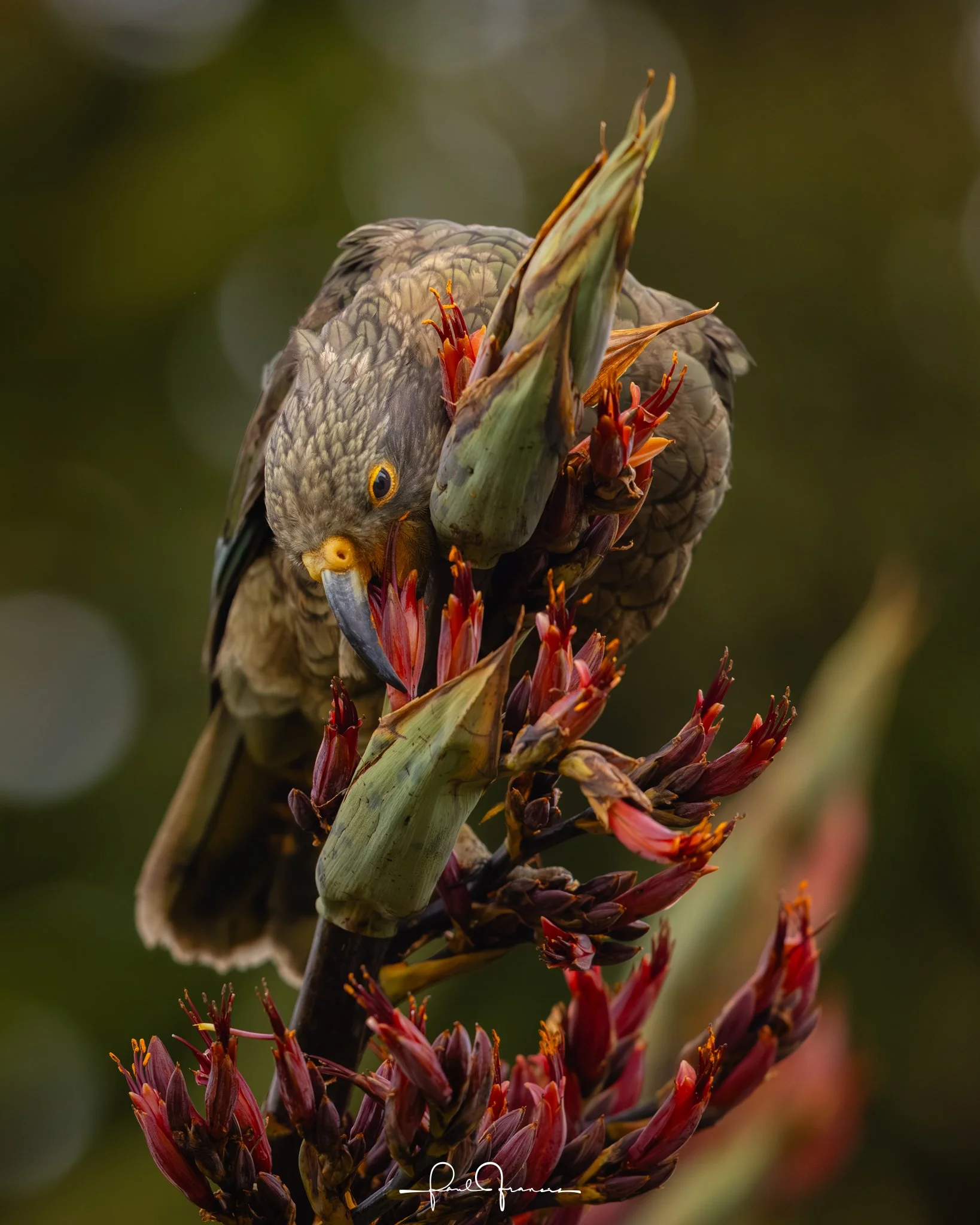 20260109-3822 x 4778-Kea.jpg