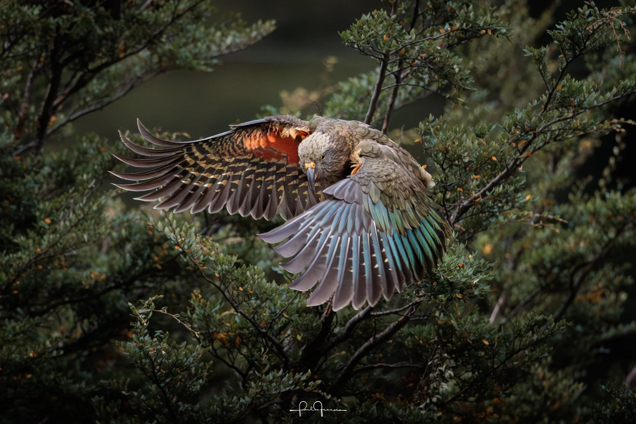 20260308-3110 x 2074-Kea.jpg