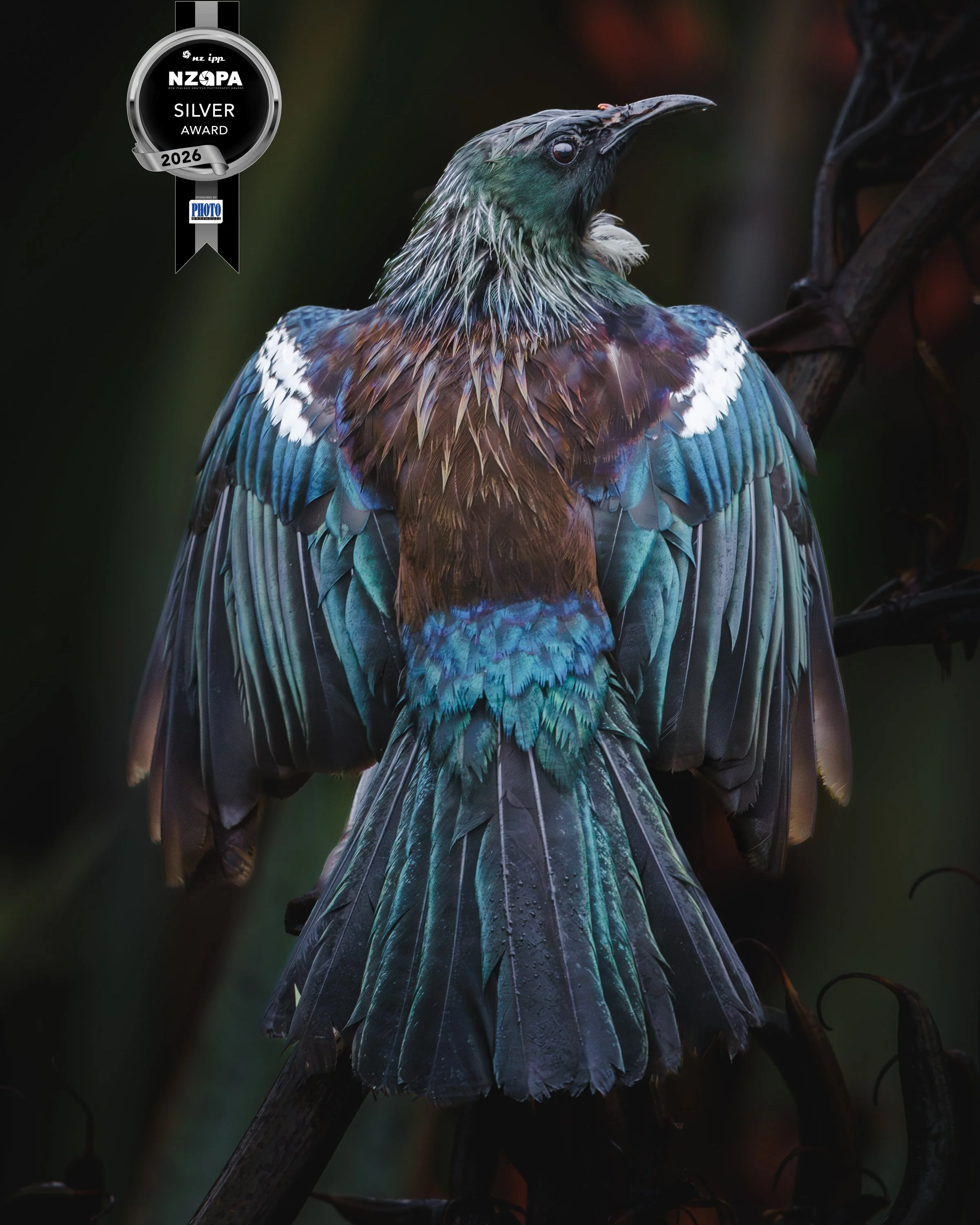 20260111-2984 x 3730-TUI SILVER1.jpg