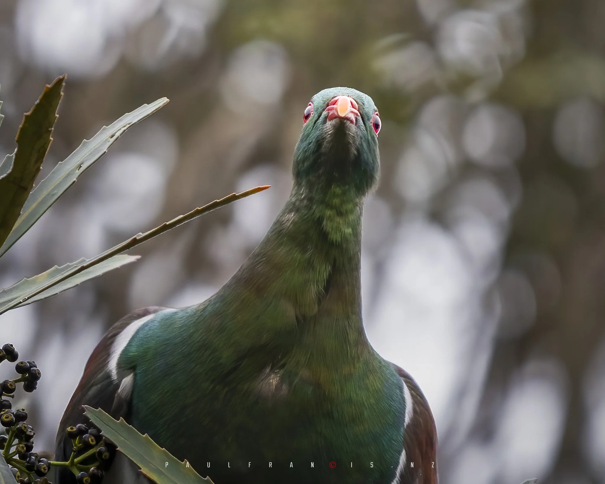 240608_Kereru_1640 x 1312.JPG