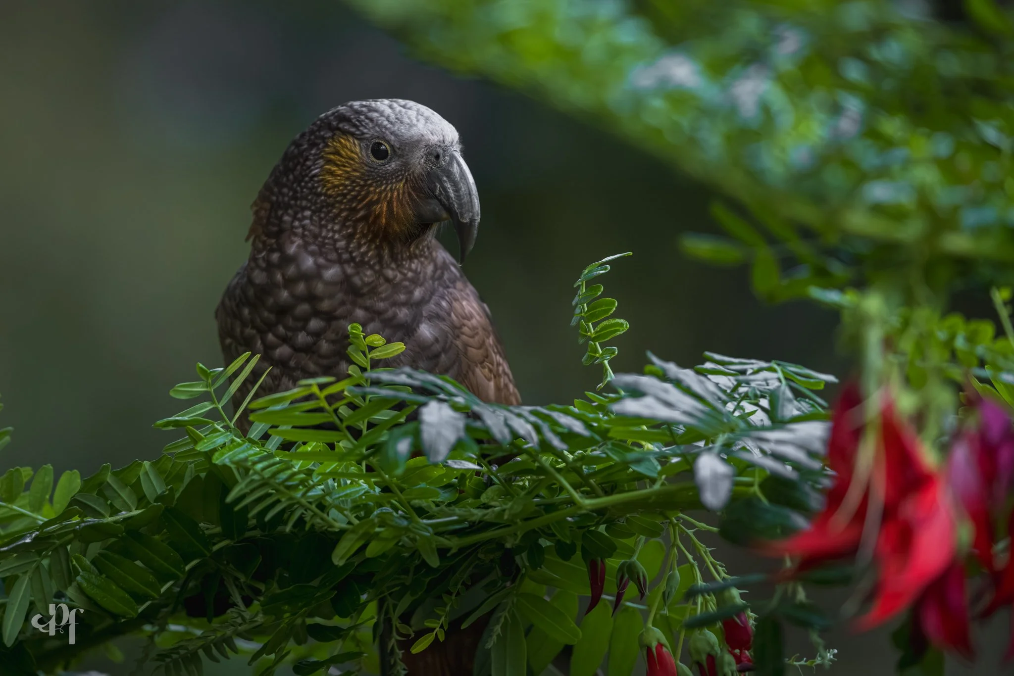 20261011-6617 x 4413-Kaka VII.jpg