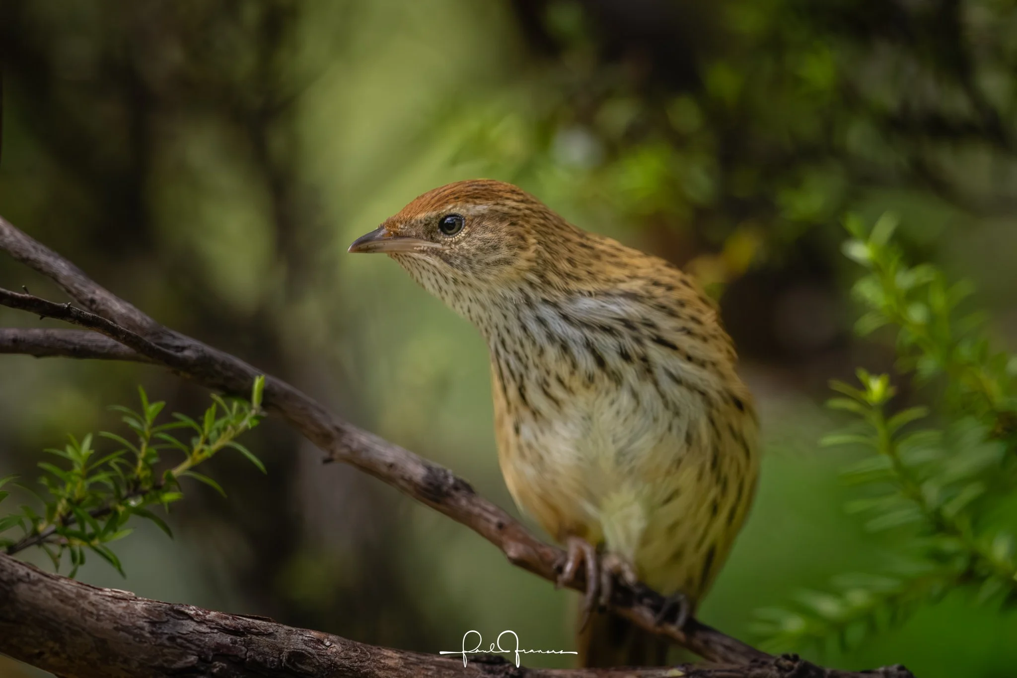 20260109-4169 x 2781-Fernbird.jpg