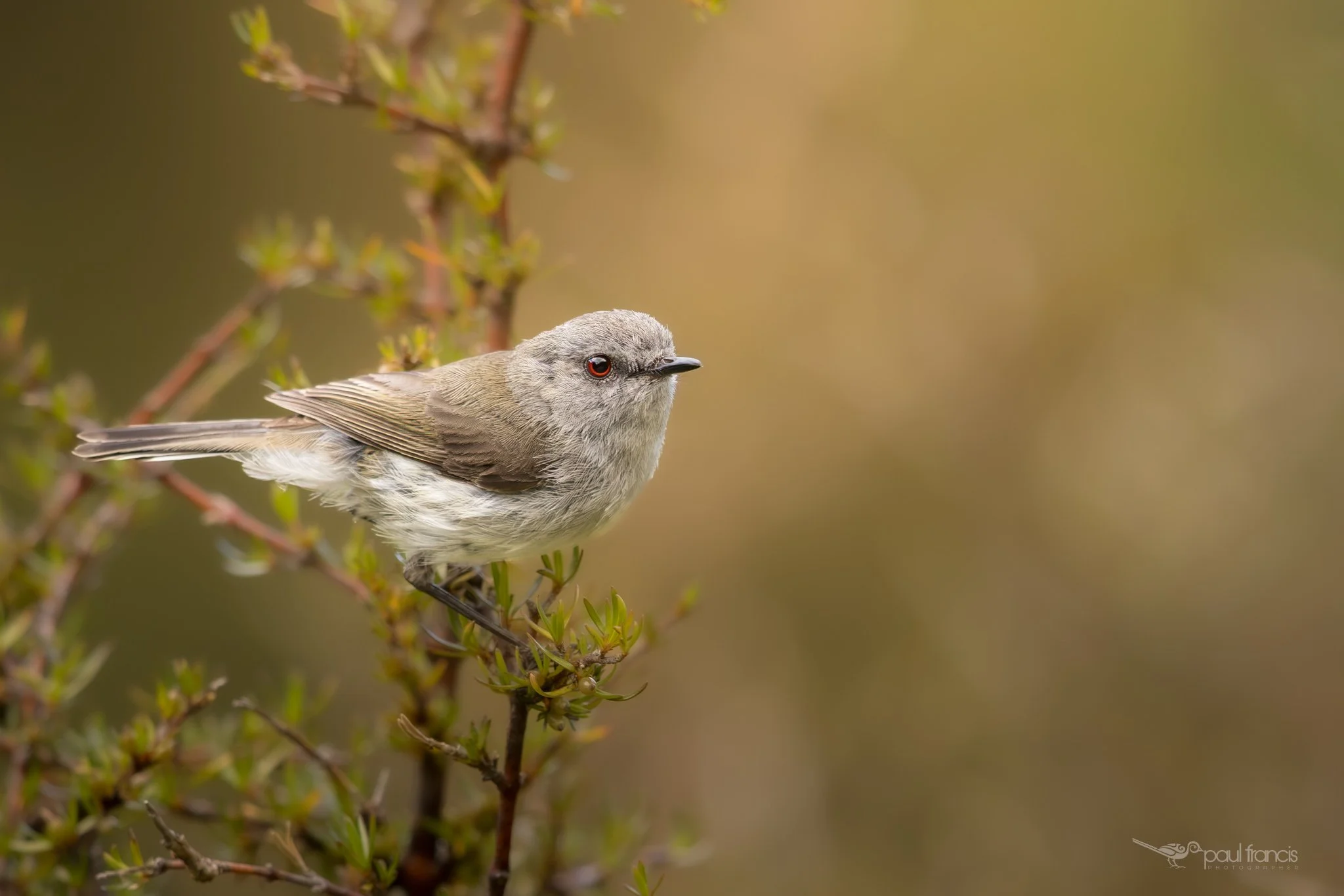 20241205-0645-3654 x 2437-Warbler.jpg