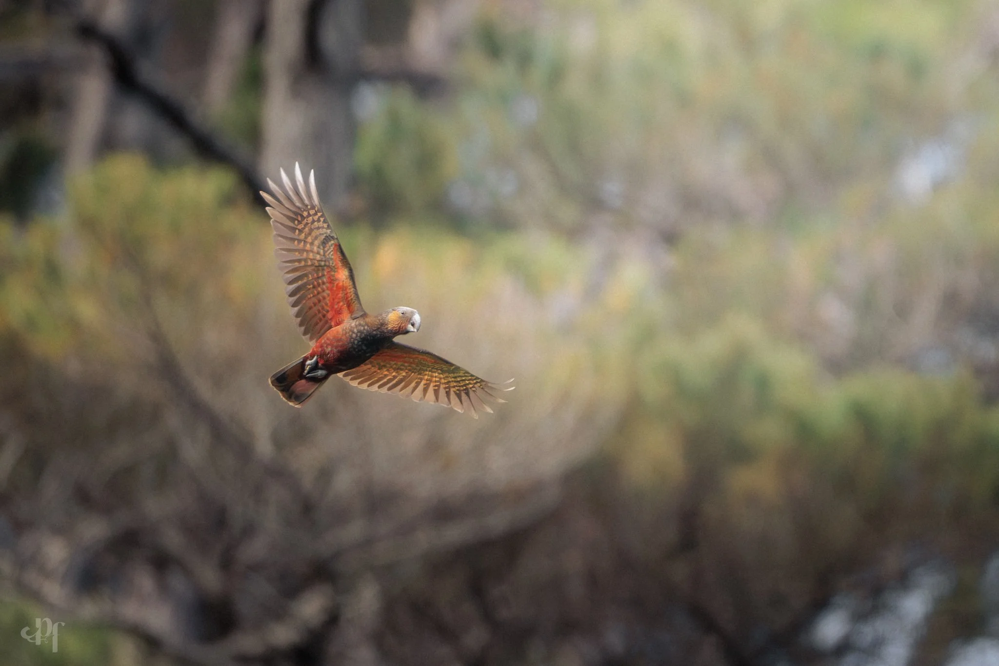 20261010-1127-3018 x 2013-Kākā II.jpg