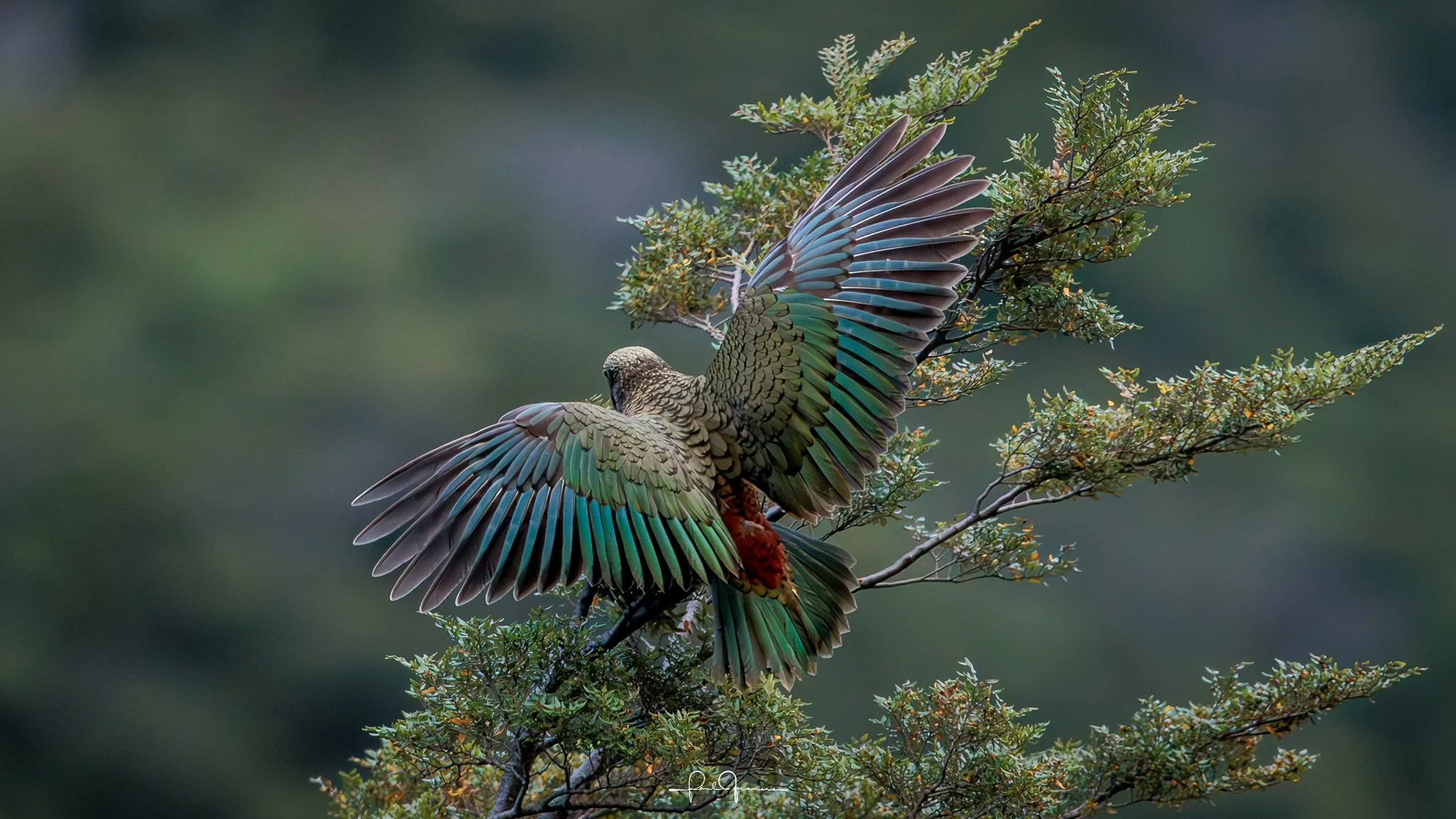 20260308-3696 x 2079-KEA WingSpread.jpg