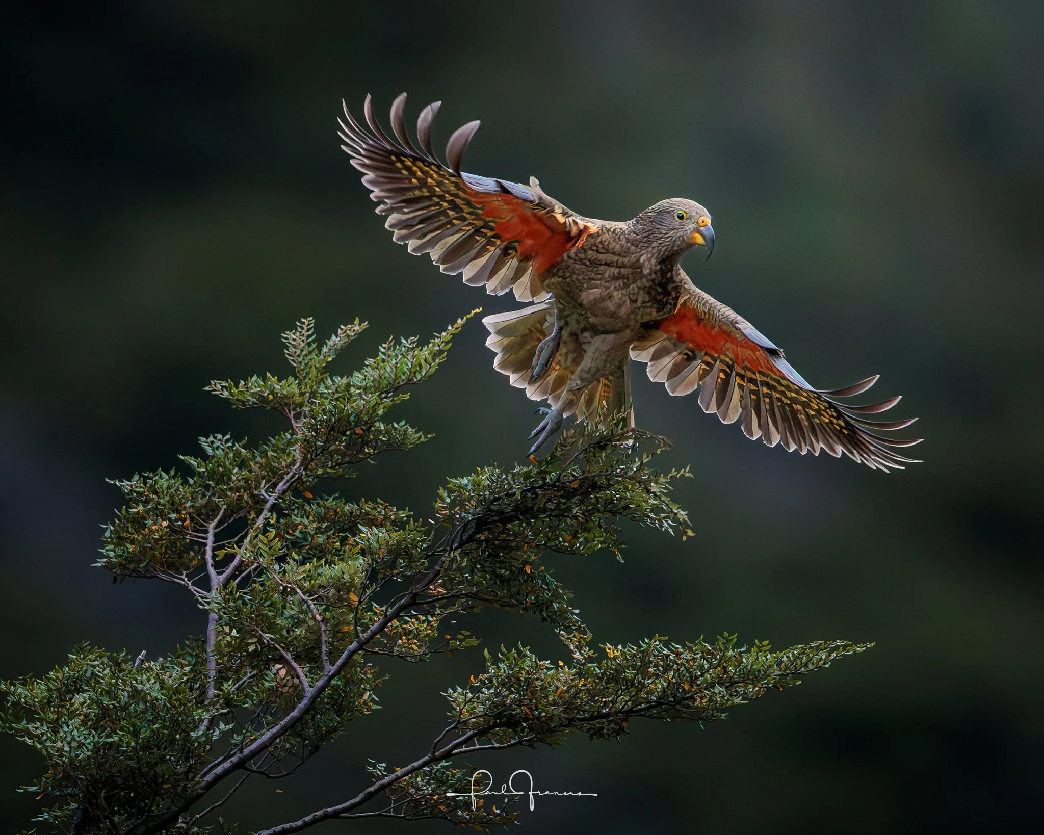 20260308-2923 x 2338-NZCamera Options.jpg