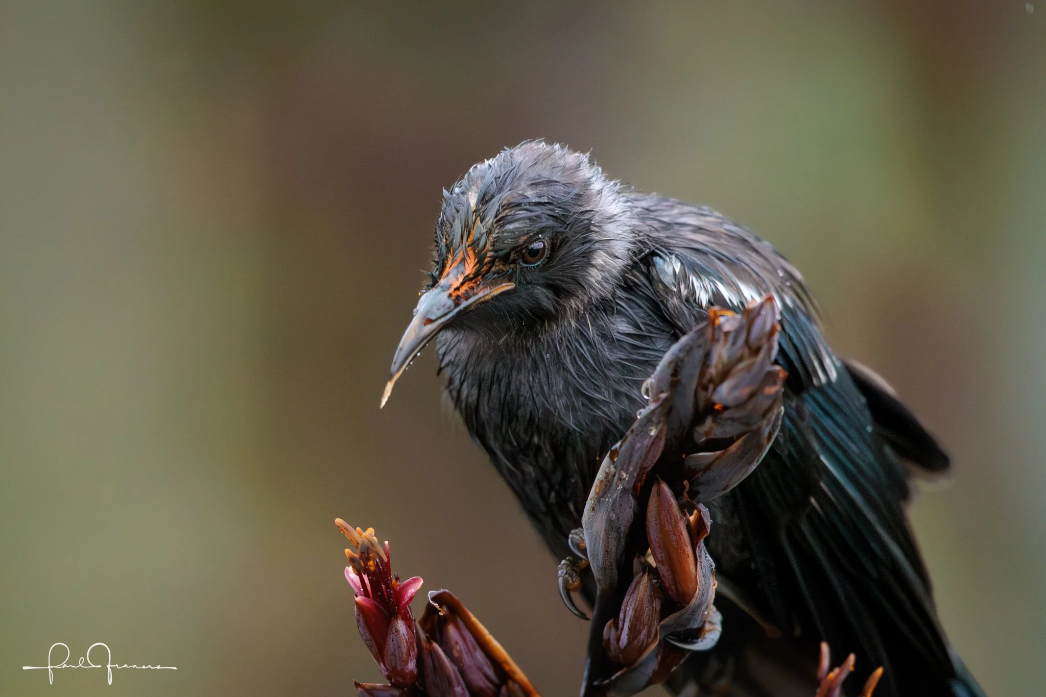 20260110-3812 x 2543-TheWetTui.jpg