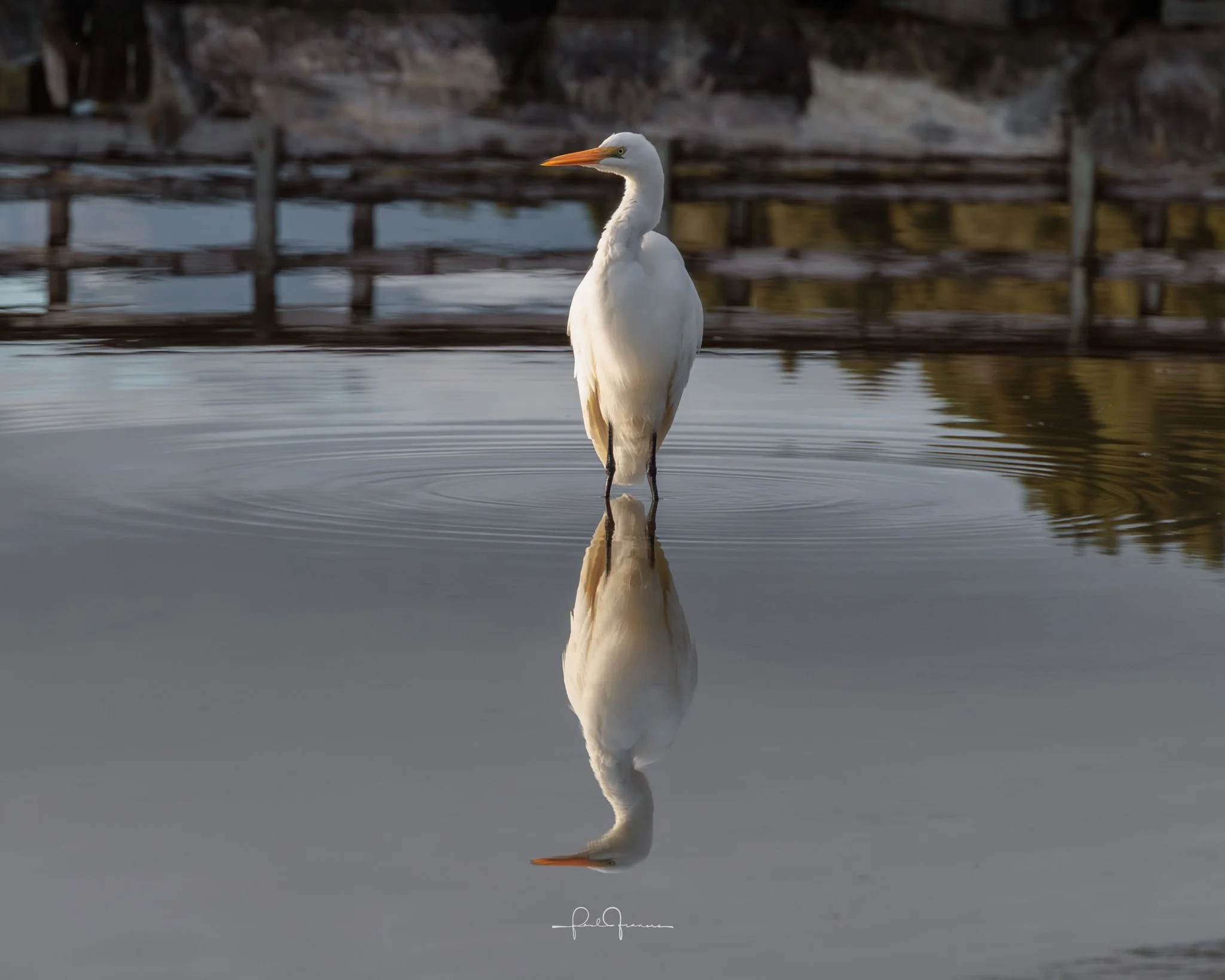 20260524-3492 x 2793-Heronius Reflections.jpg