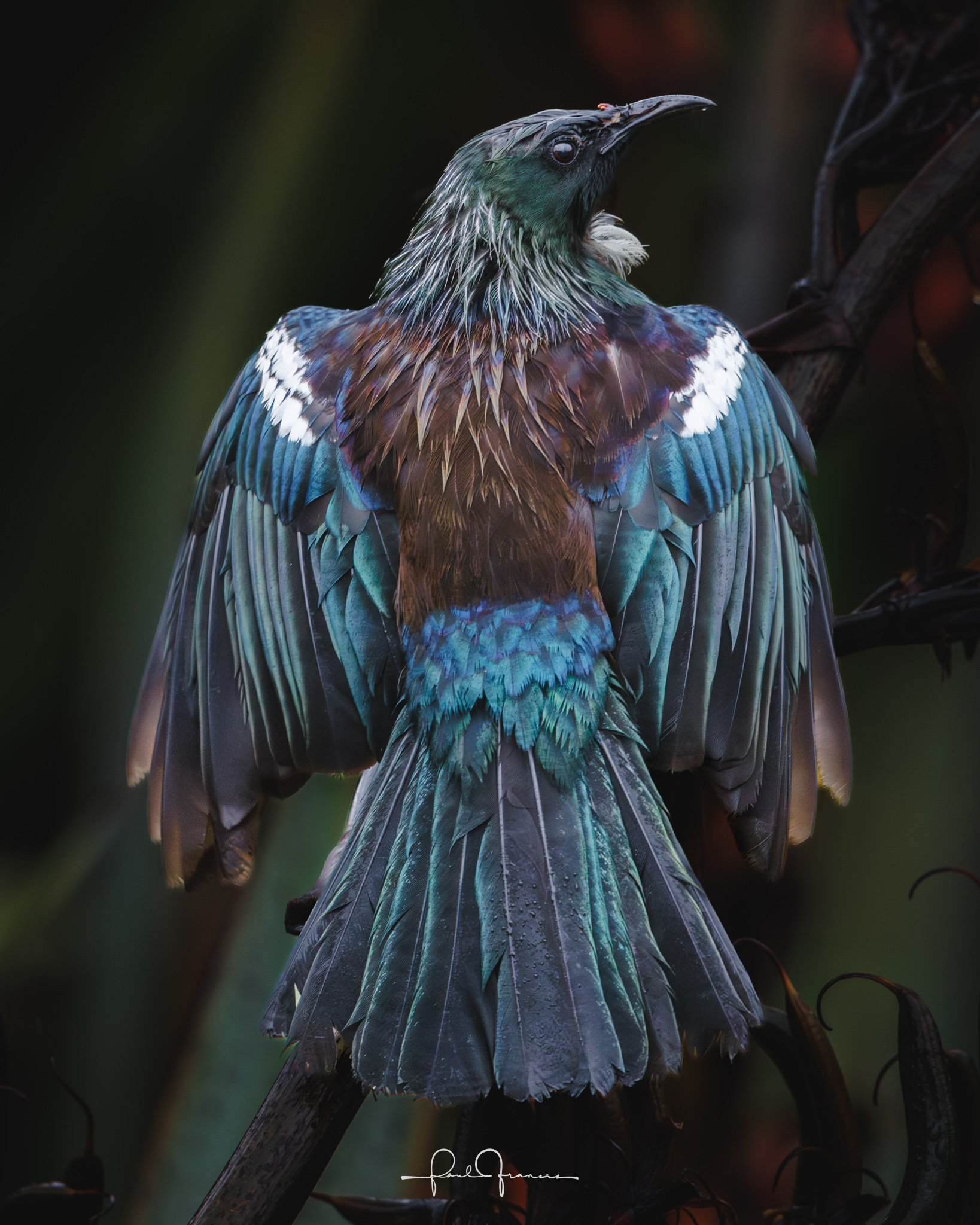 20260111-2984 x 3730-NZCamera Options.jpg