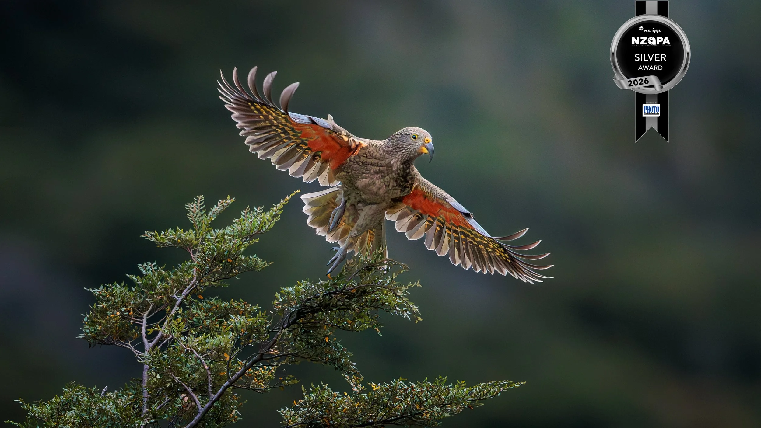 20260308-3713 x 2089-KeA SILVER1.jpg