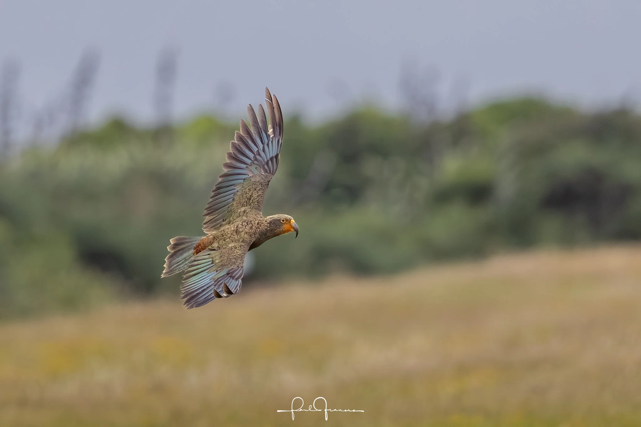 20260109-3070 x 2048-Kea.jpg