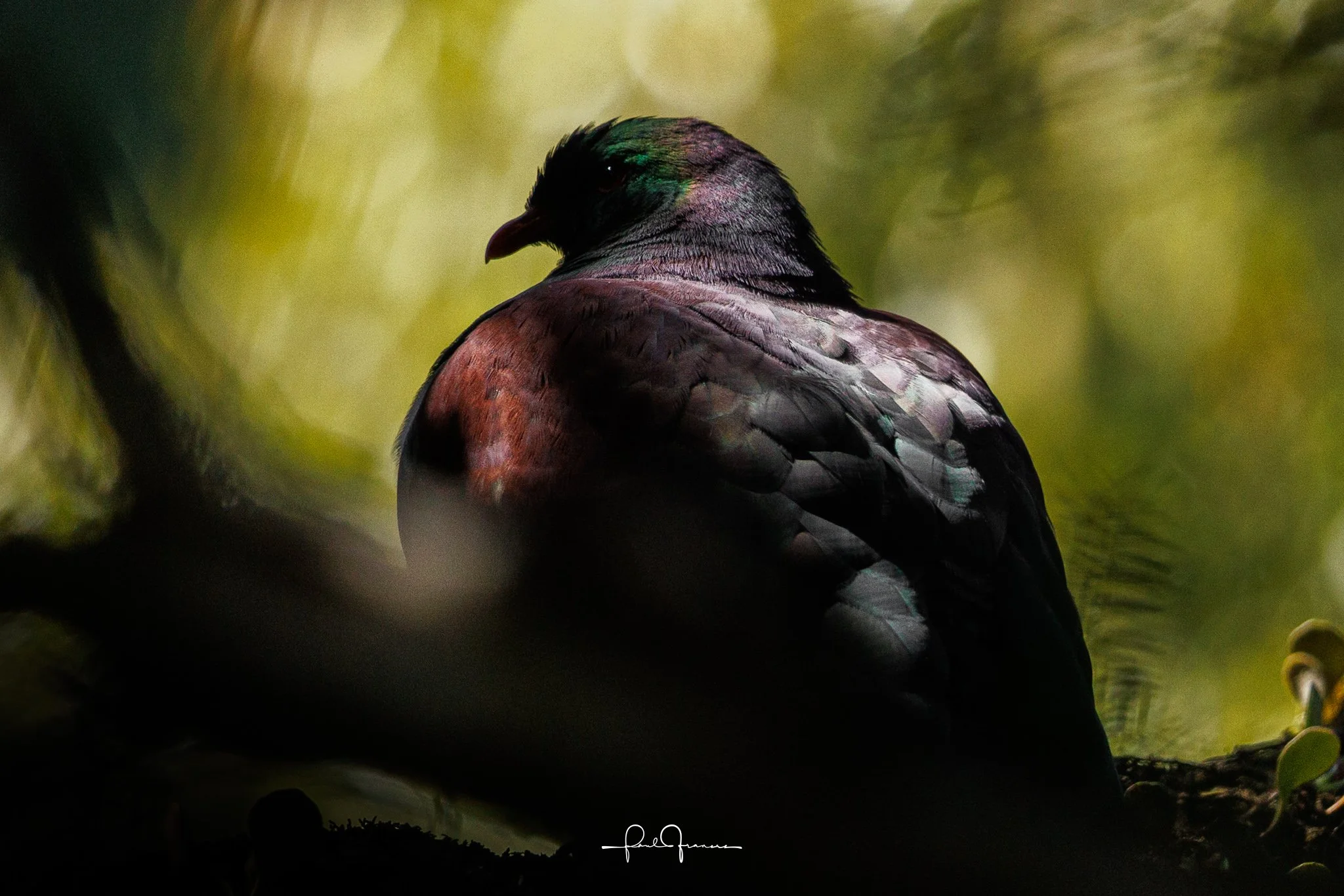 20260208-2463 x 1643-Kereru.jpg