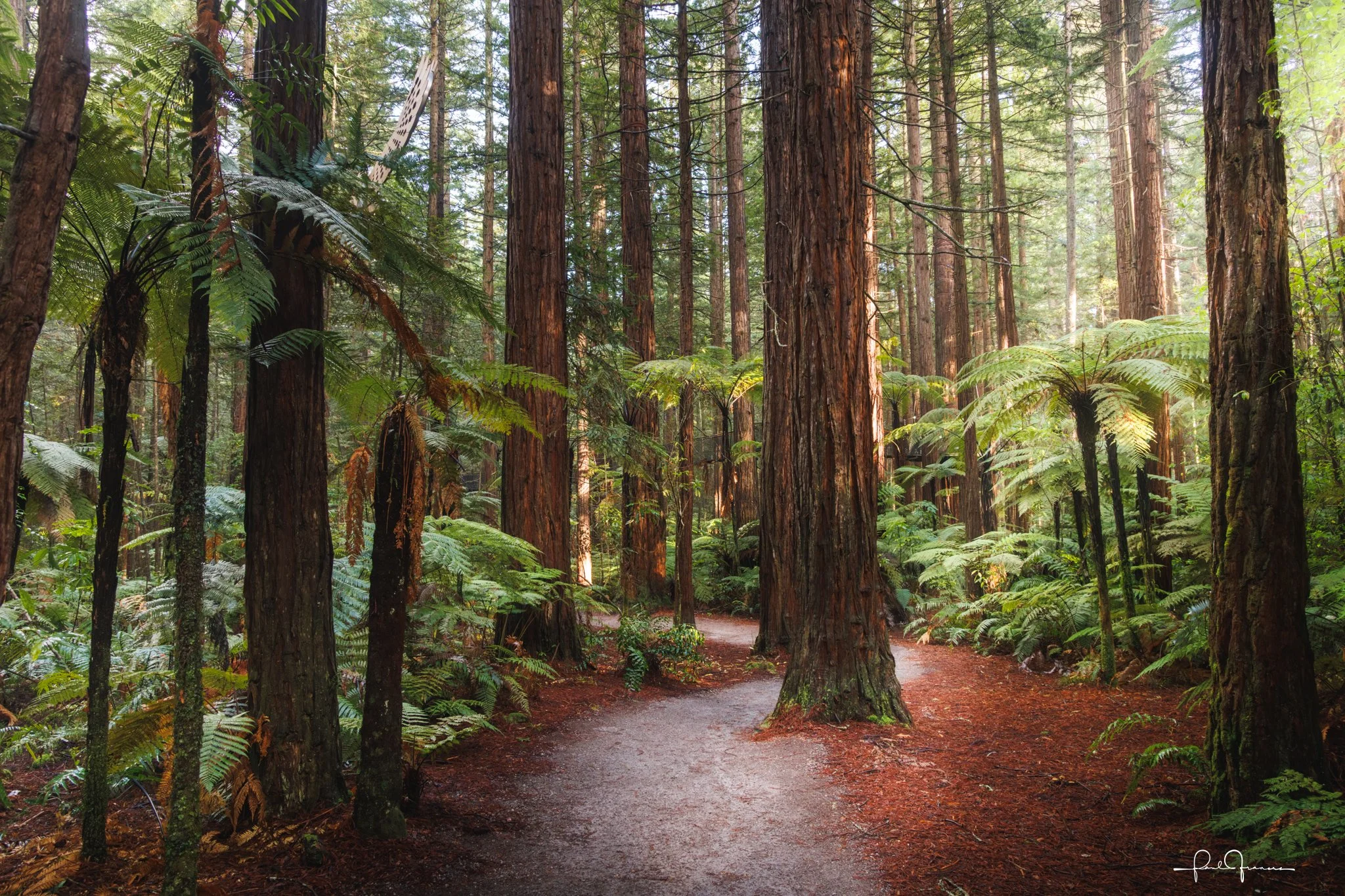 20260509-8192 x 5464-Redwoods2-1.jpg