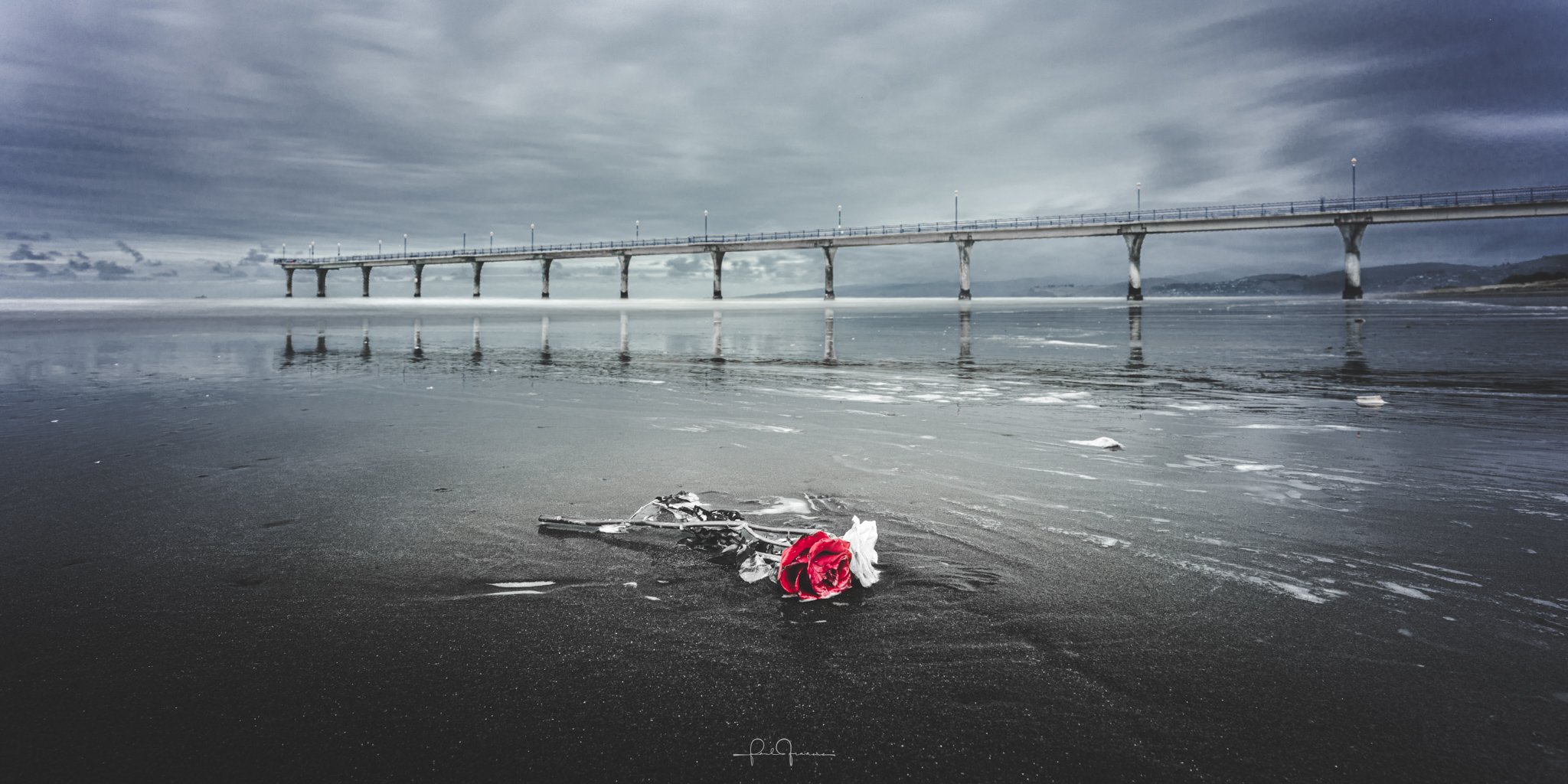 20260405-6995 x 3497-Pier Rose.jpg